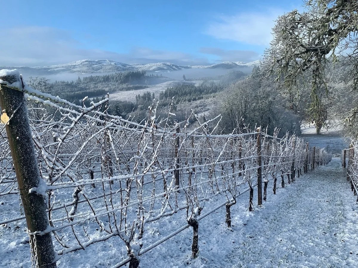 Visiting the Willamette Valley in Winter