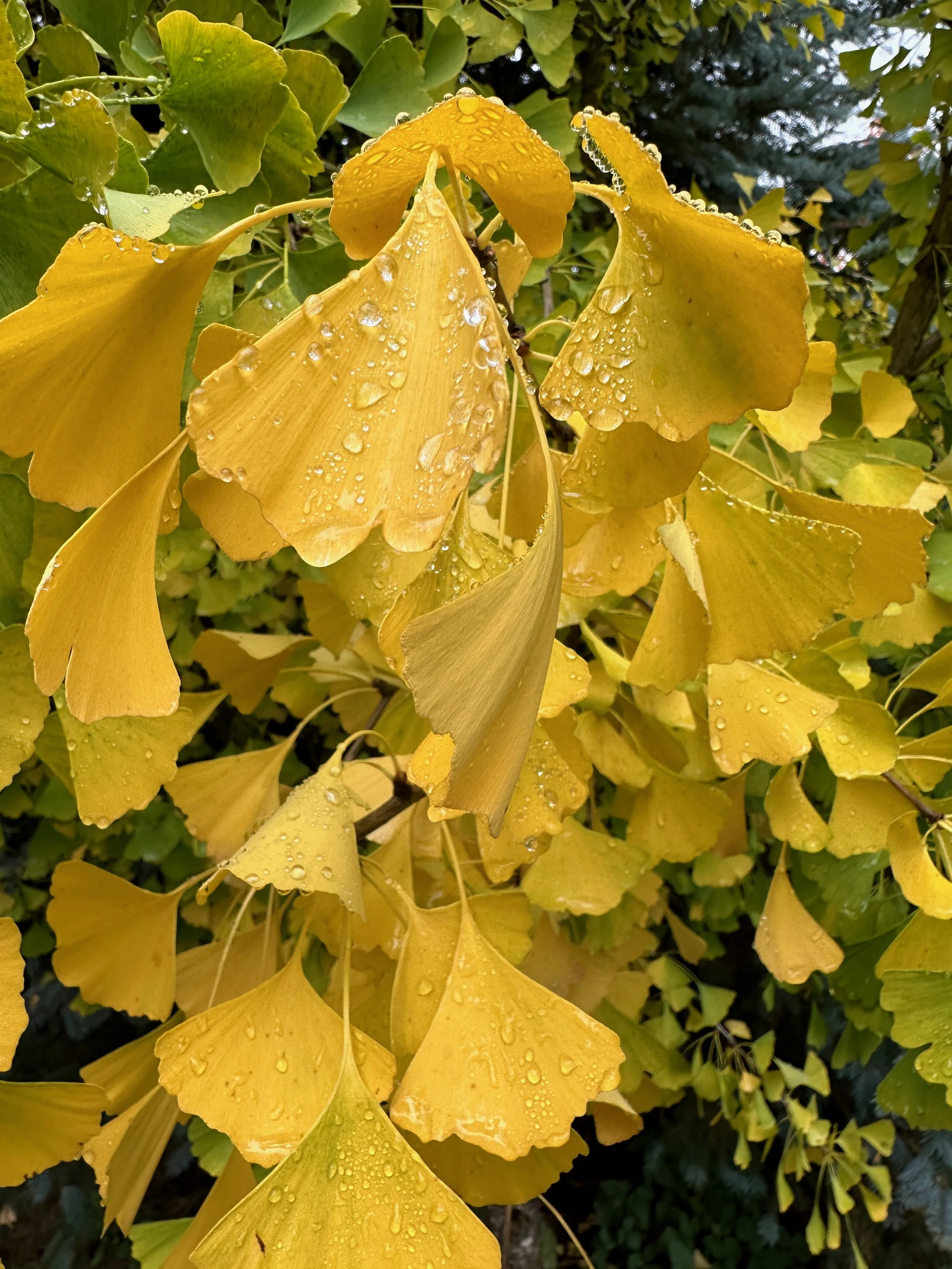 Gingko Leaves in the Fall