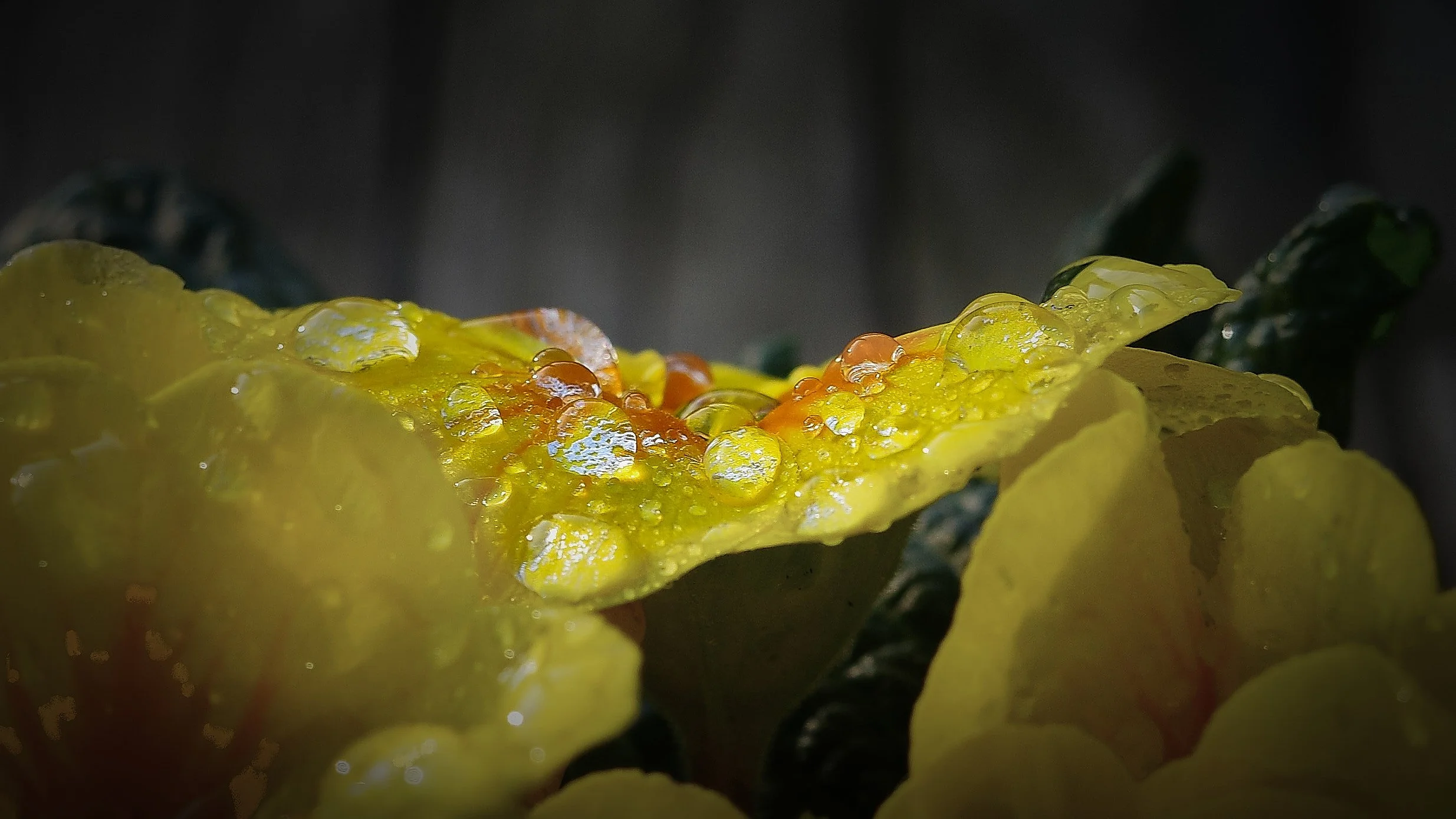 R0001575_RICOH IMAGING COMPANY, LTD._21-12-25_WEB.jpg