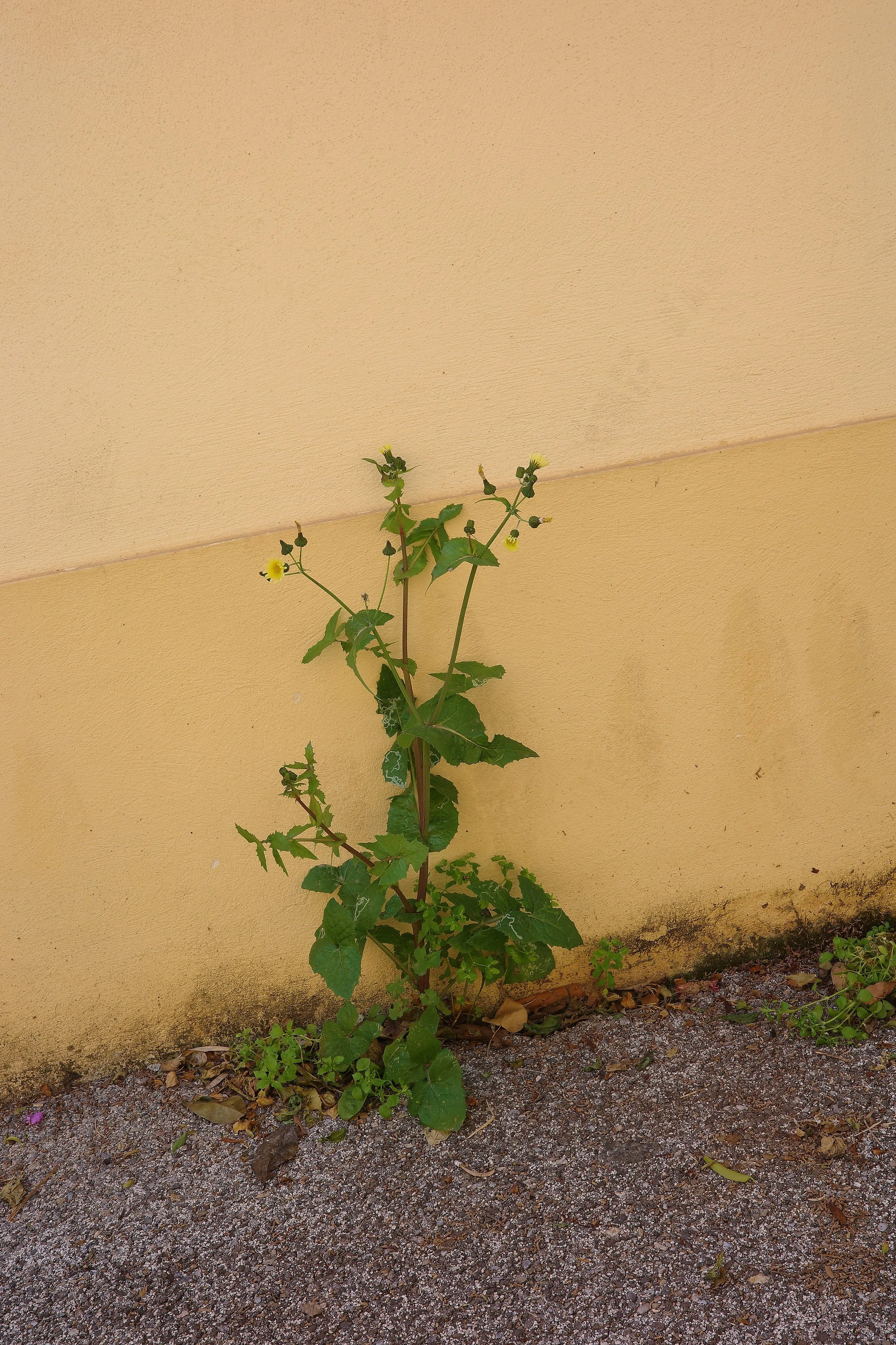 R0002112_RICOH IMAGING COMPANY, LTD._20-03-26_WEB.jpg