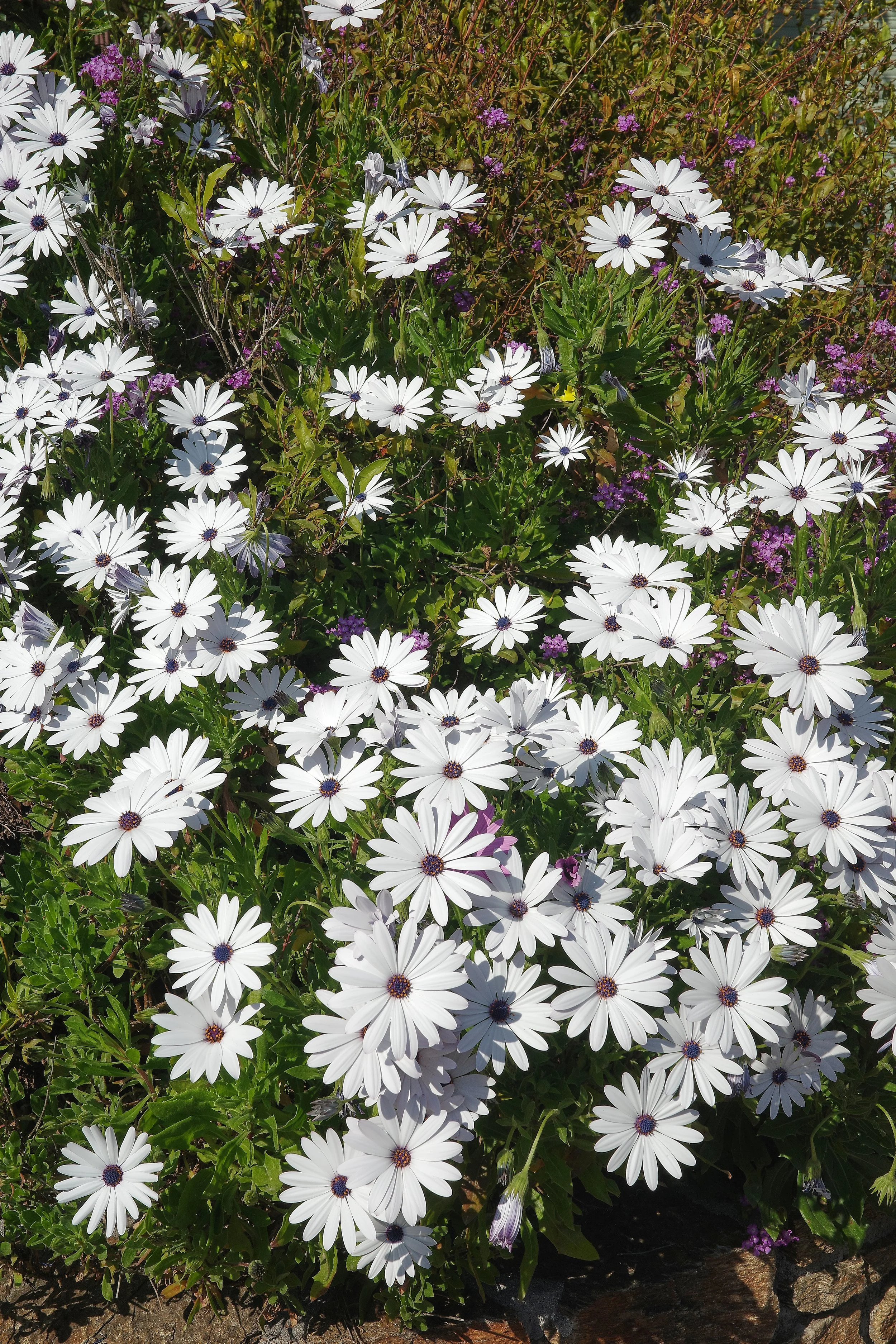 R0002113_RICOH IMAGING COMPANY, LTD._20-03-26_WEB.jpg