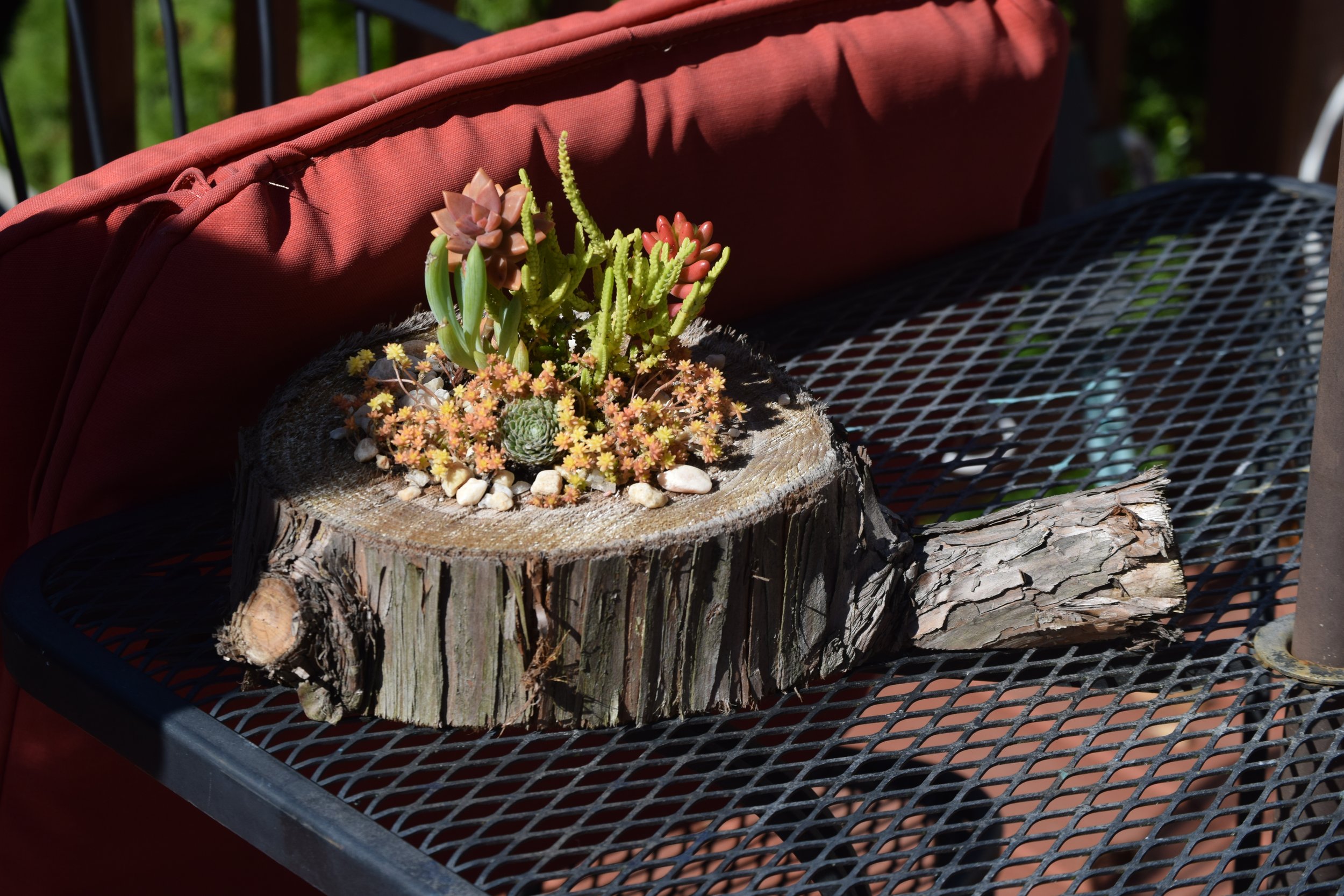 Enjoying the afternoon sun