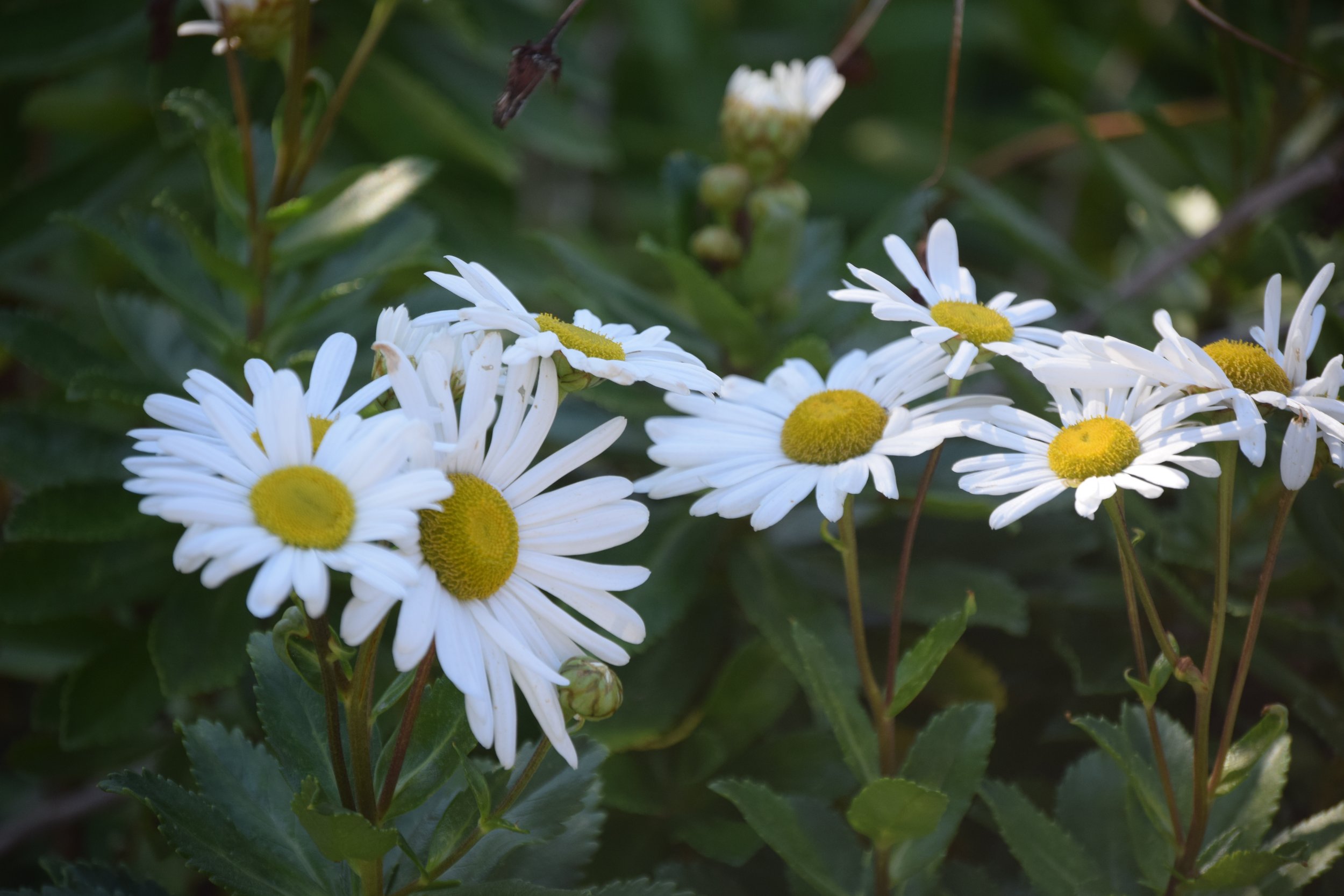 Daisy, Daisy give me your answer do......