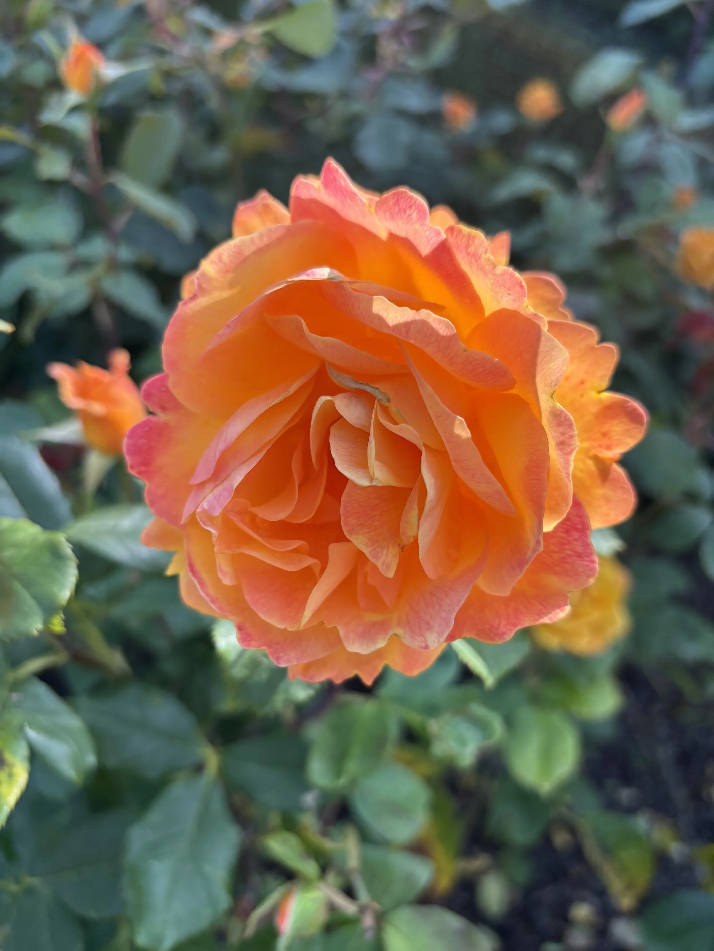 IMG_6489.jpeg