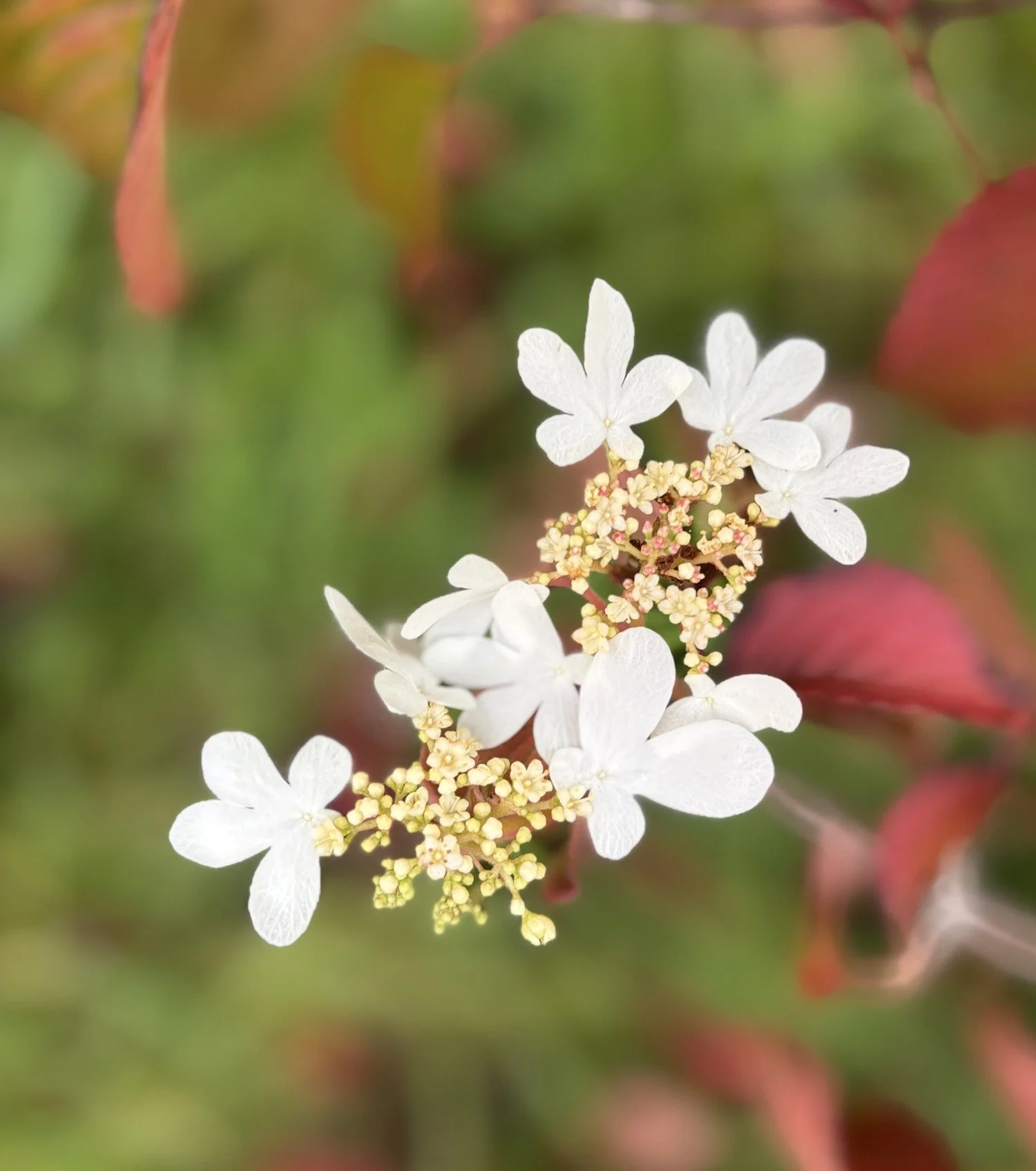 High Beeches Woodland & Water Garden
