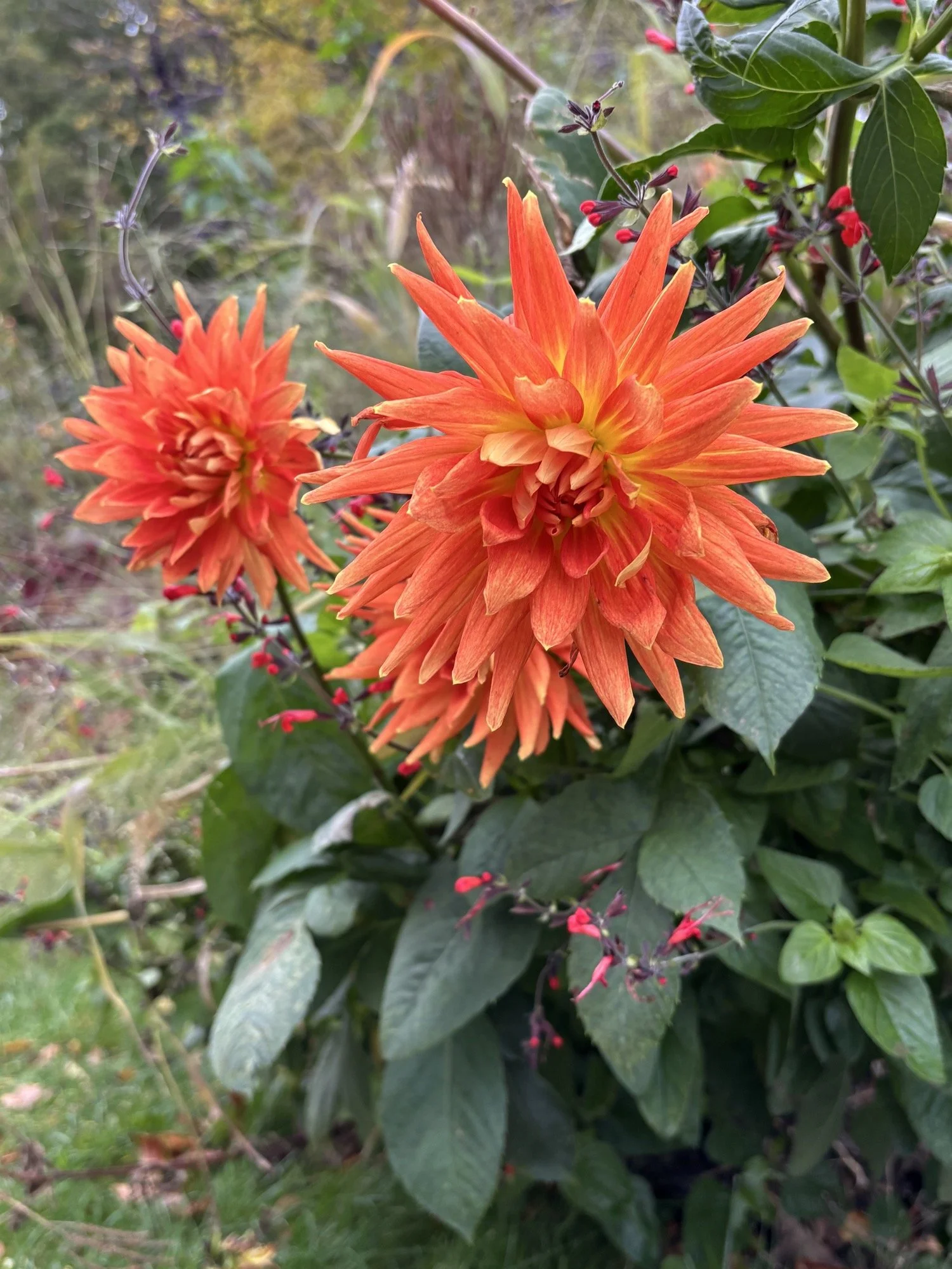 Nyman’s Garden, Sussex