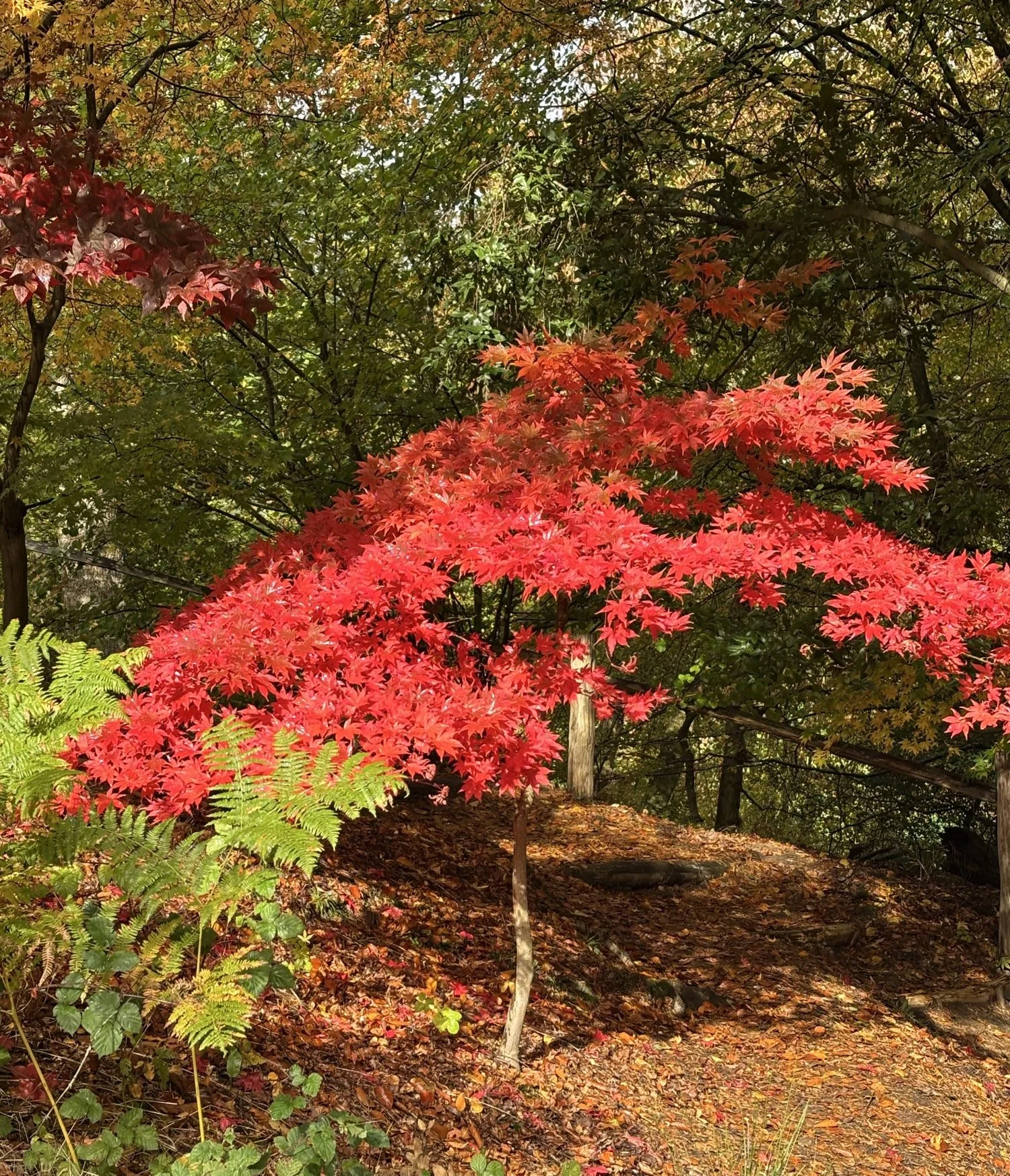 Winkworth Arboretum, Surrey