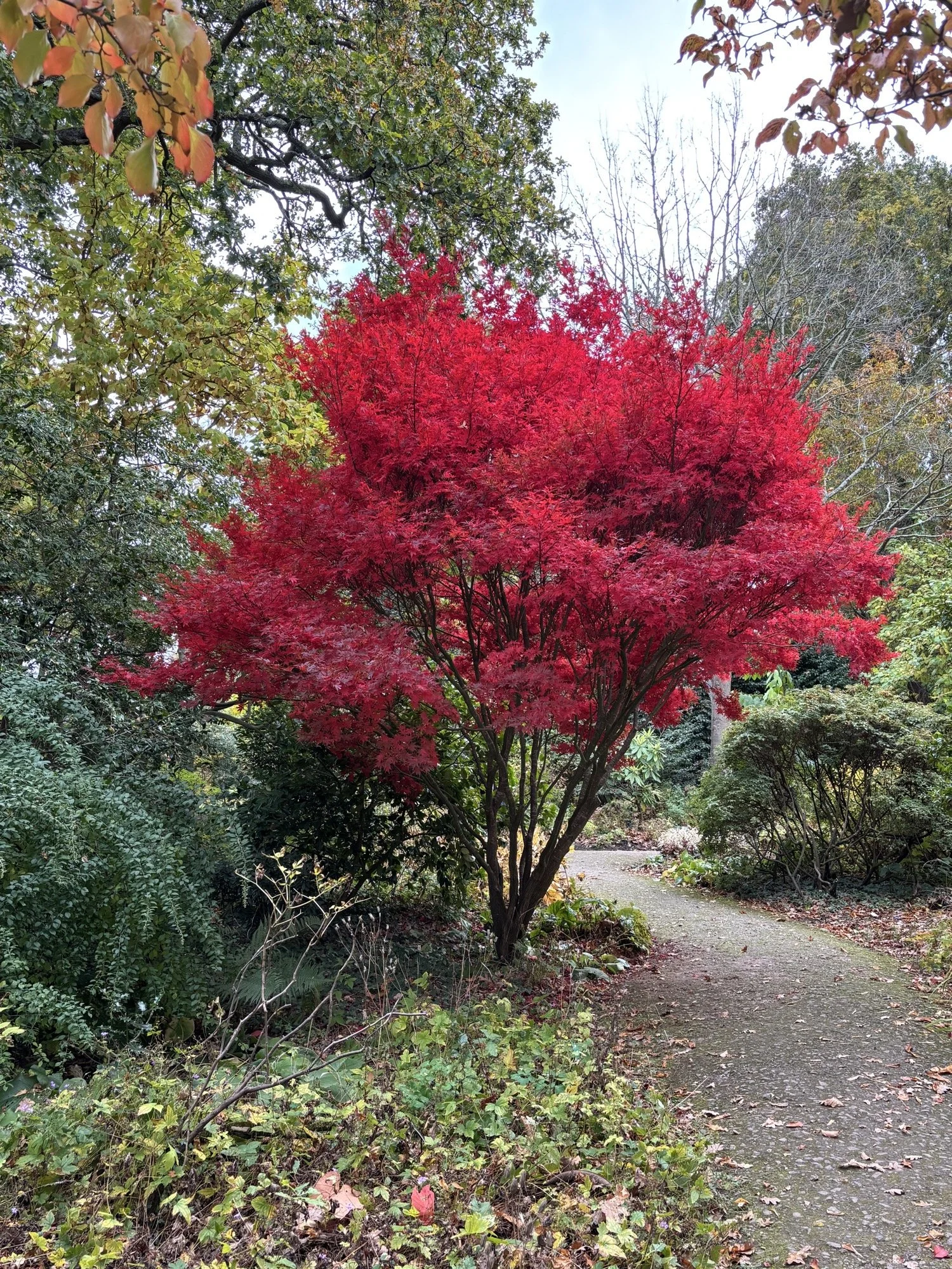 Autumn colour at Wisley