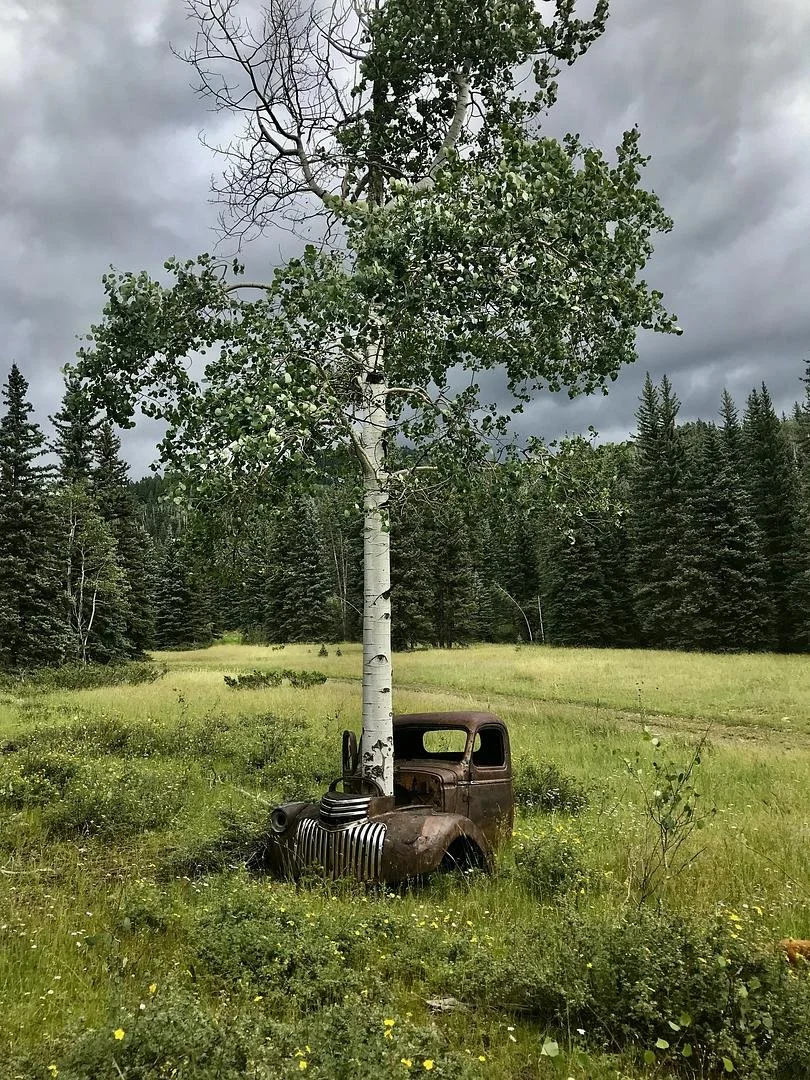 Photo tree in old truck 1.1 MB (AH) .jpg