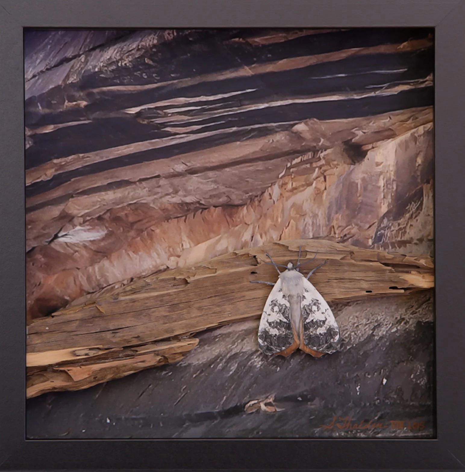 Zebith Thalden Moth 1.7 MB (Zebith Thalden).jpg