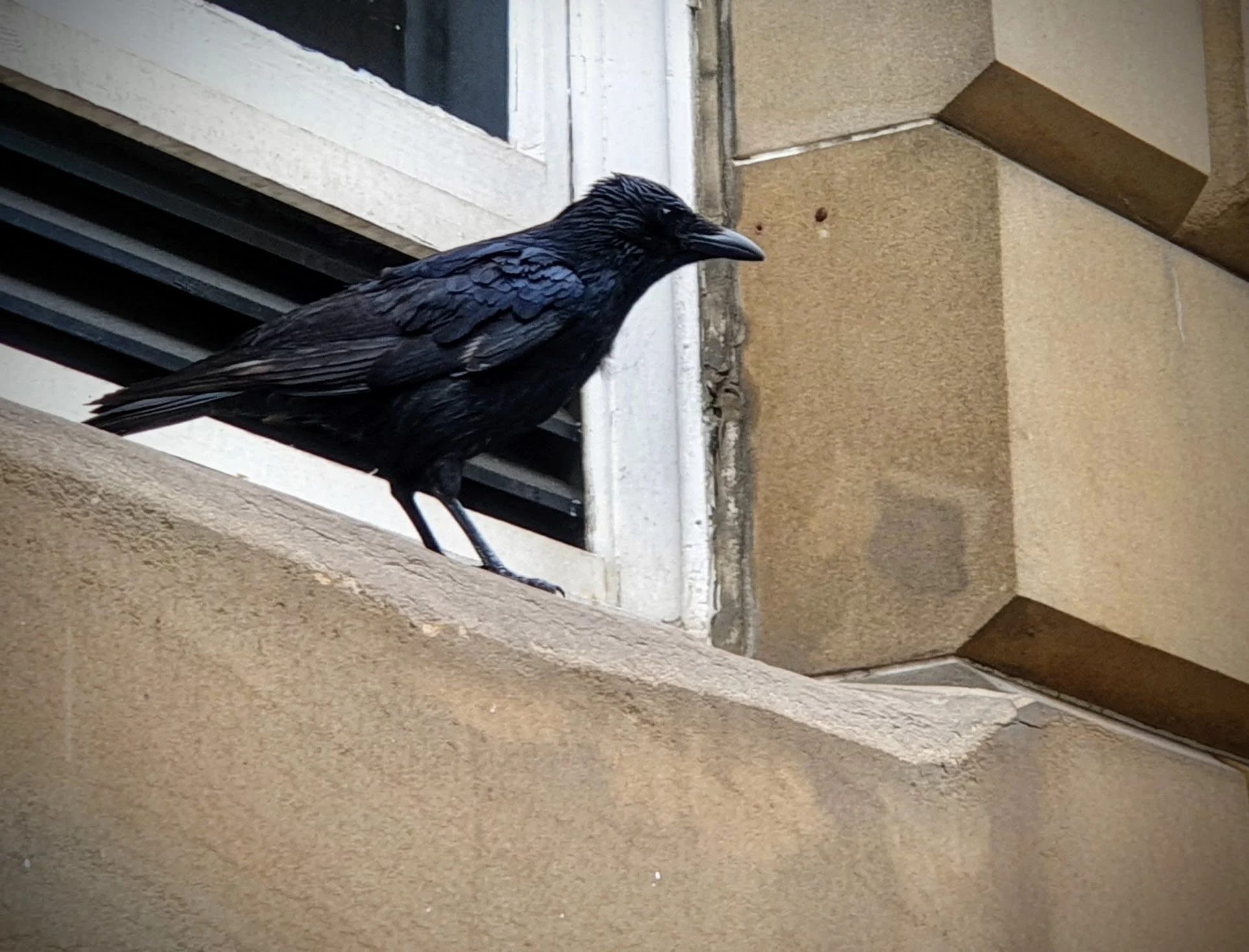 Raven.jpg