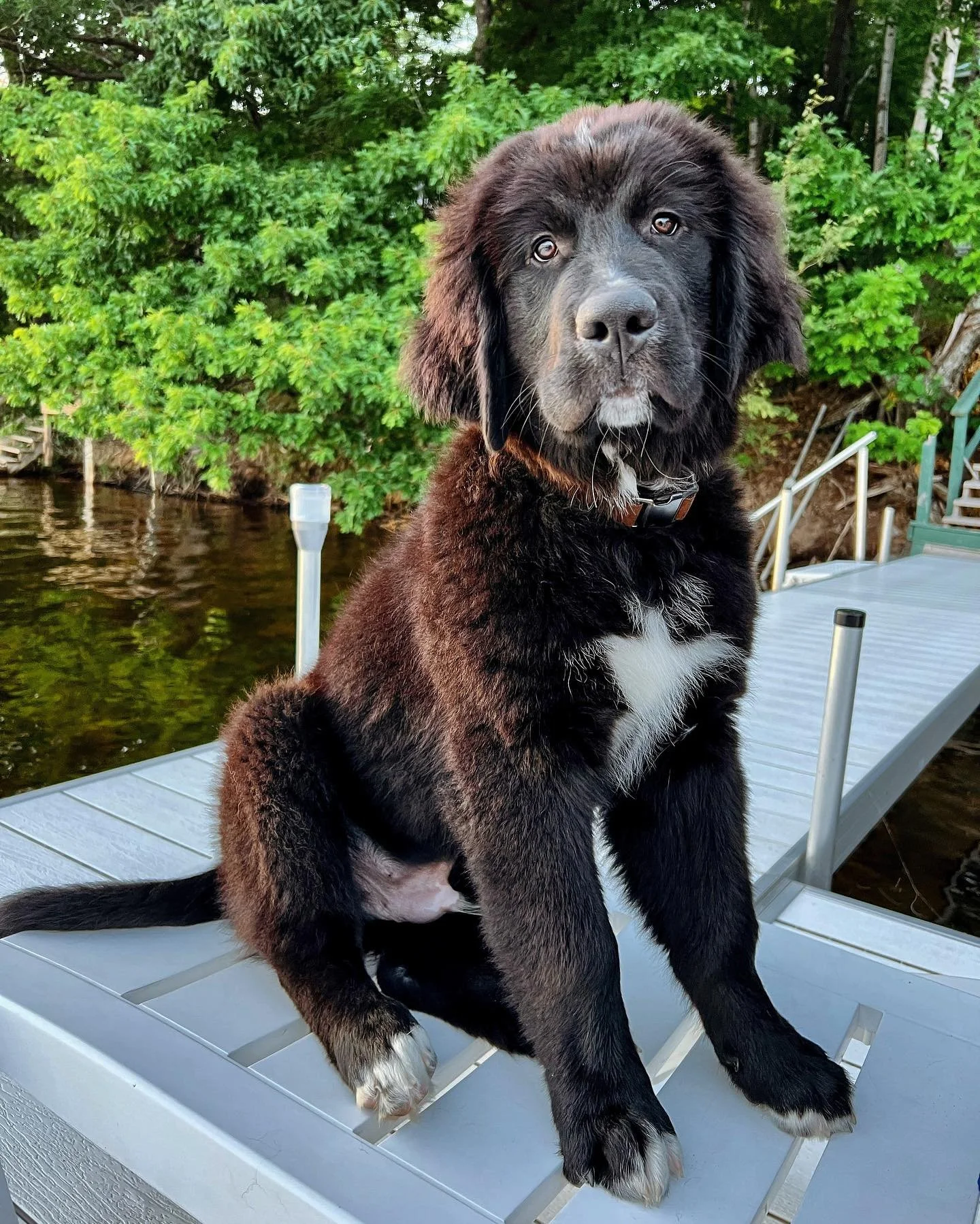 Golden Doodle Swiss Mountain Dog Golden Retriever Mix Best Golden