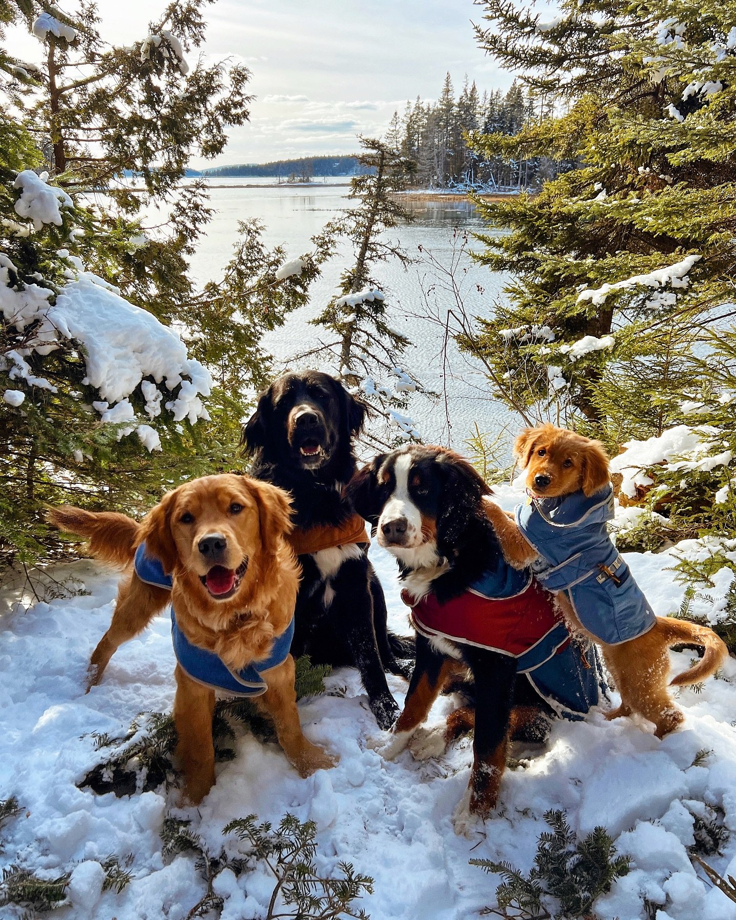 I love roadtrips. I love roadtrips because I can bring my dogs. I made a promise to each of my dogs that they all would get the chance to go on at least one cross country roadtrip so we take turns on who gets to go each time. Dutton, Milo, Brimsley a