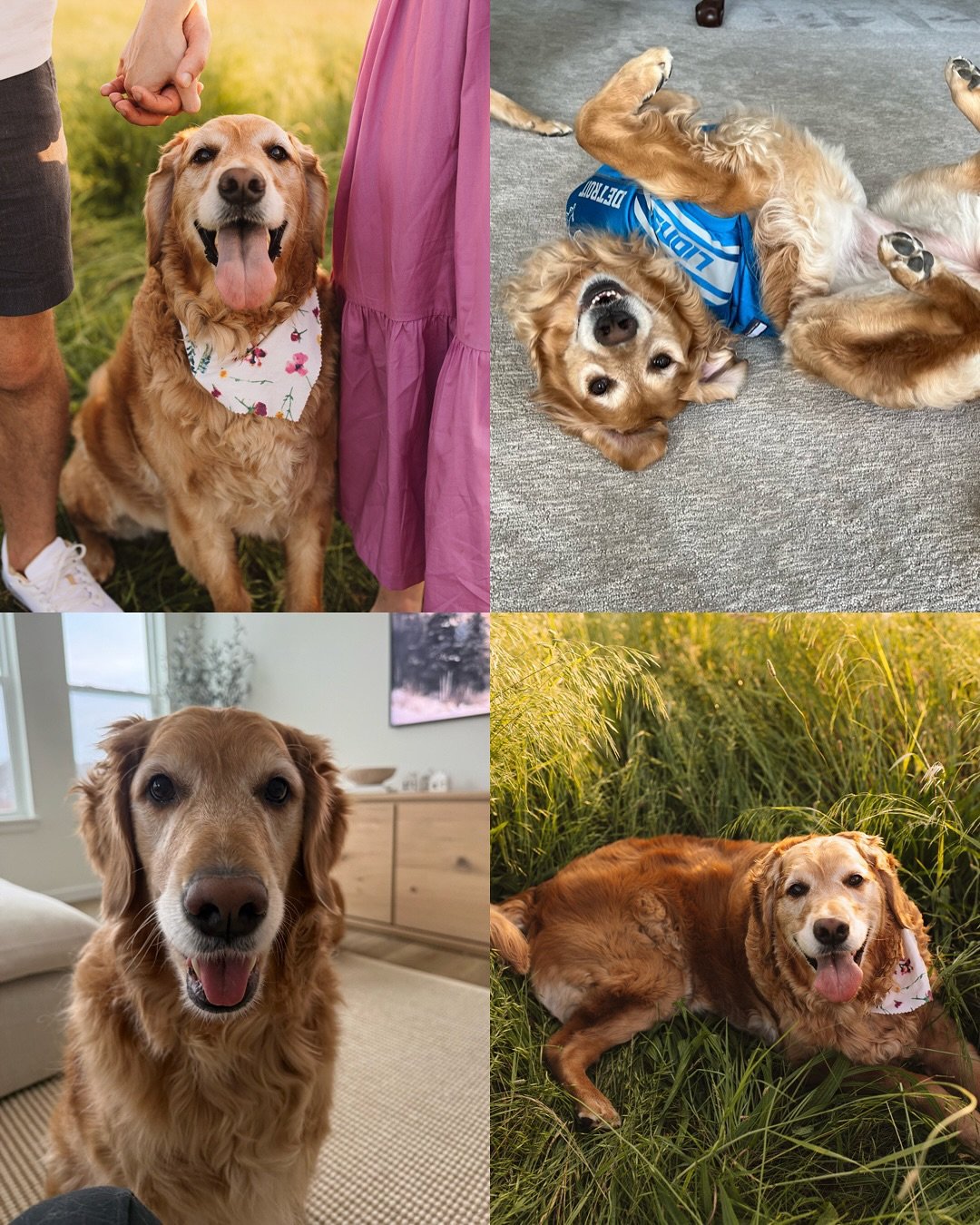 Happy 5th birthday to my Harry Potter Litter 🤩 My second litter, my special babies! It&rsquo;s so sweet seeing some of your faces starting to become sugared. All of your families absolutely adore you and nothing makes me happier! Love you pups forev