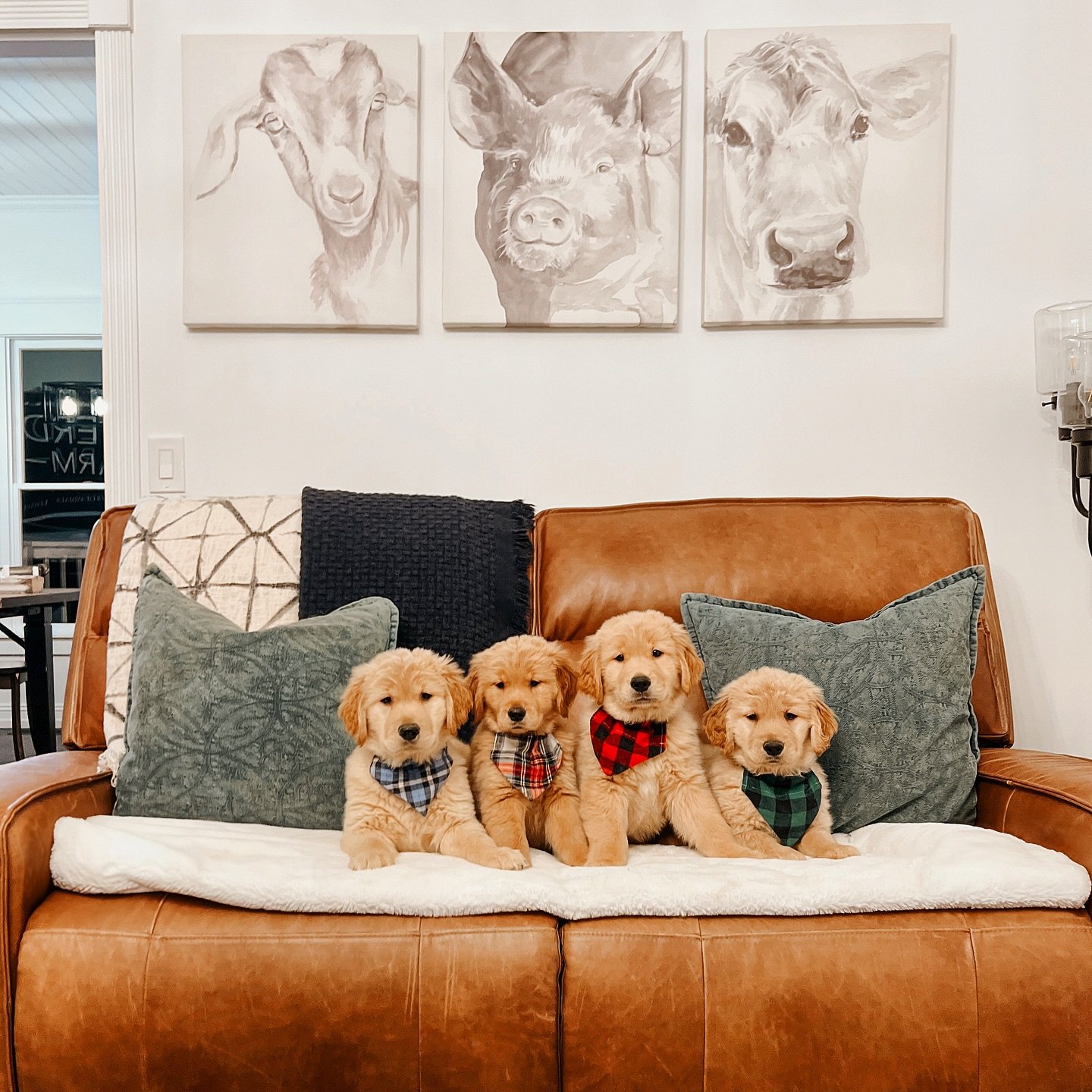 My New Girl Litter ✨ Be good, babies! Love you 4 forever!! &hearts;️