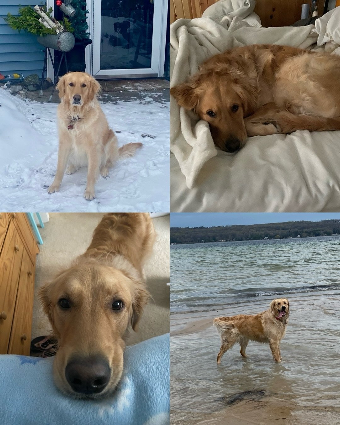 Happy 4th birthday to our Gilmore Girls Litter! You are all so loved, it&rsquo;s so clear and nothing makes me happier 🥰 I hope you all had the best birthdays ever and got lots of extra treatos!! Love you six forever! &hearts;️🐾&hearts;️ [Willow x 