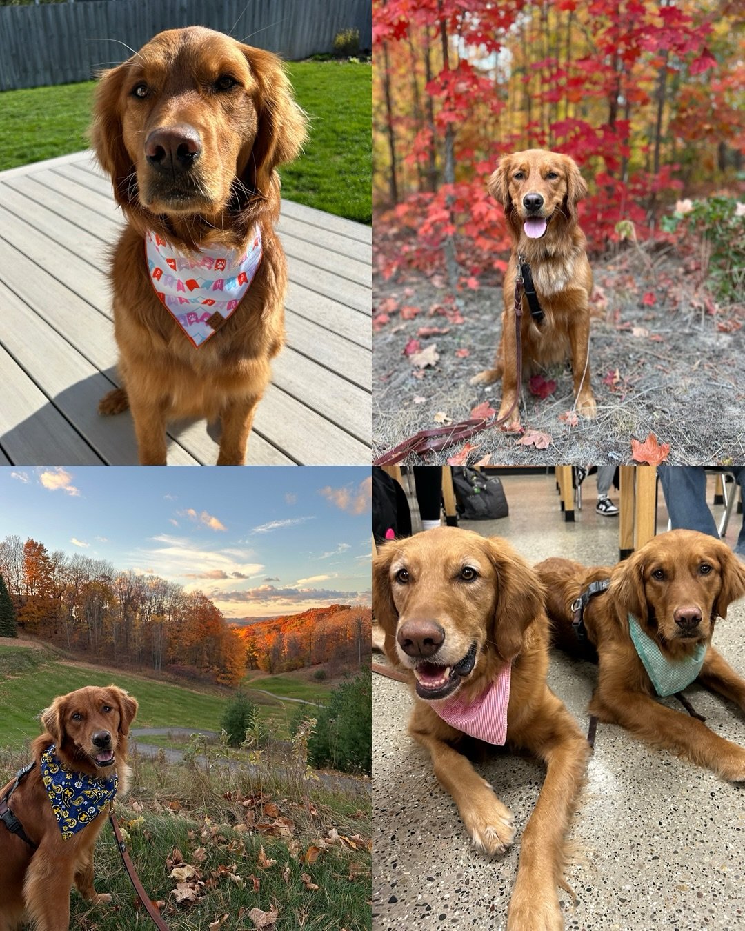 Happy 2nd birthday to our Taylor Swift Litter!! One thing is for sure, Oaklee and Gryffin make stunning puppies!! Absolutely love each of you and love seeing the beautiful dogs you&rsquo;re growing into! It was so fun seeing so many of you this past 