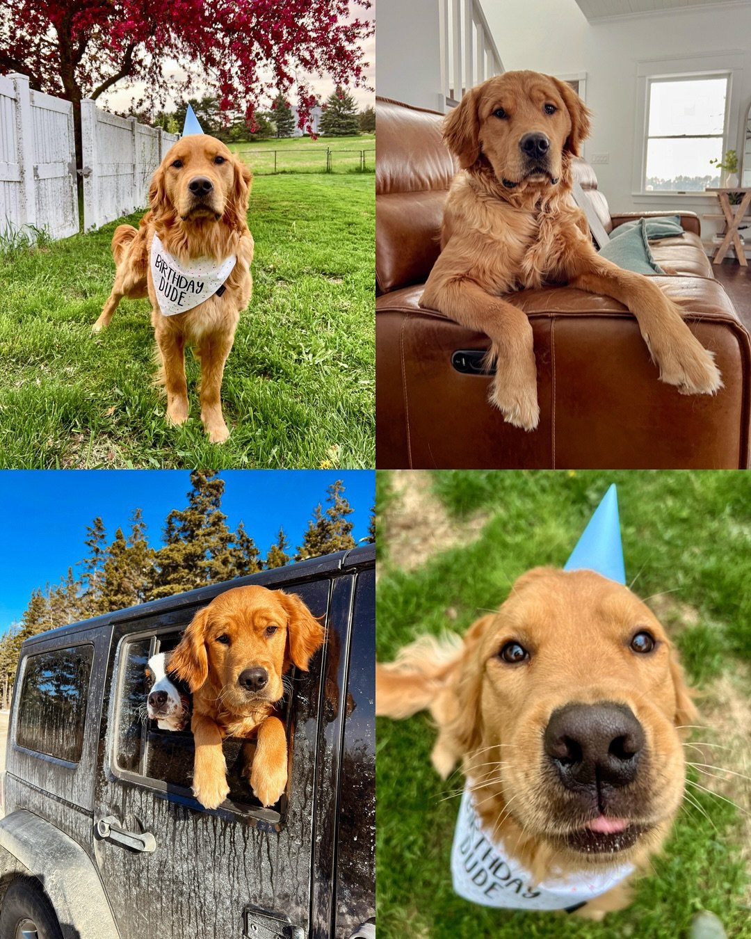 Happy 1st birthday to our Bridgerton Litter!!!! This litter is extra special to me since we kept our Milo from this litter. I cannot handle how sweet, snuggly, willing to please and BEAUTIFUL he is! He is everything I was hoping to have when deciding