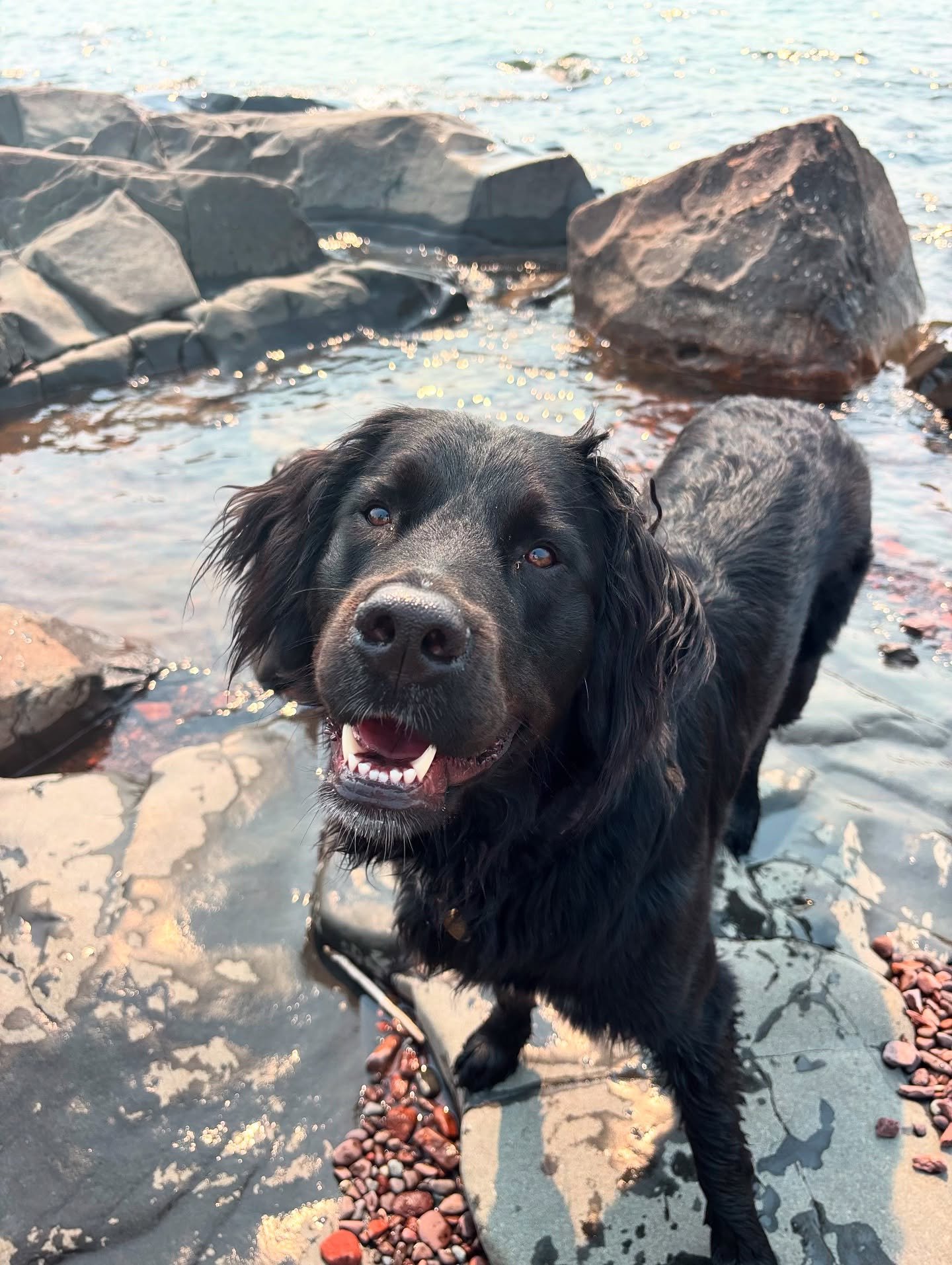 Basil loves Lake Superior! 🤩 Such a gorgeous girl having the best summer day! Thanks for sharing @katy_e_thompson 🥰 I couldn&rsquo;t love Miss Basil May more! [Kimber x Gryffin | Santa Clause Litter]