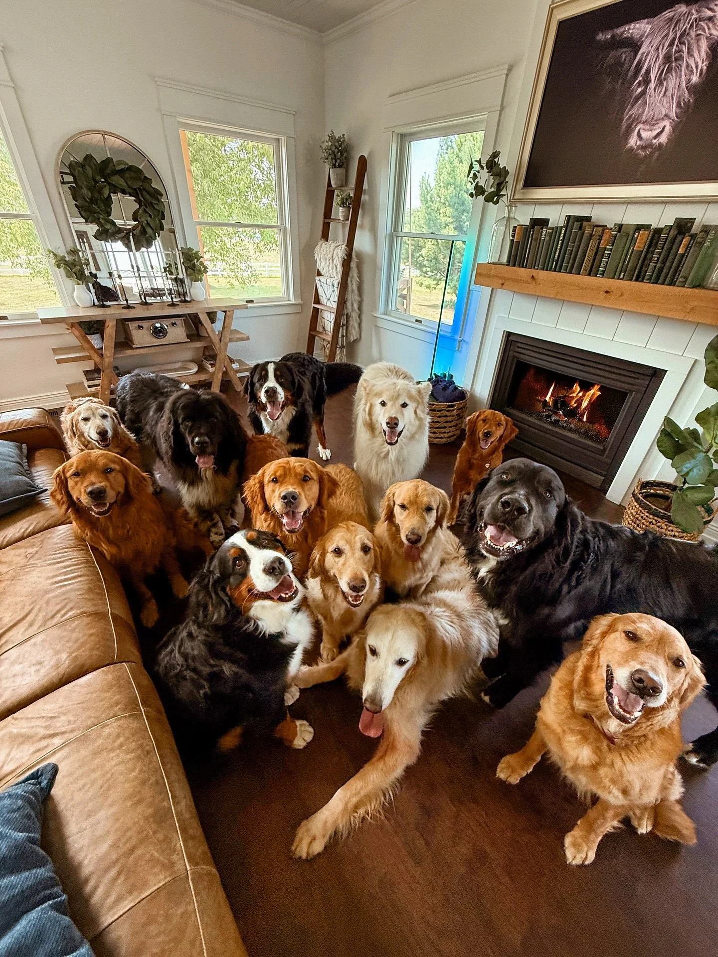 A HUGE reason I leave raising puppies so exhausted and drained. They get all of me, as they should ♥️
Ever wonder how many sacrifices hide behind every litter?
Breeding isn’t just adorable puppy photos and endless puppy snuggles—