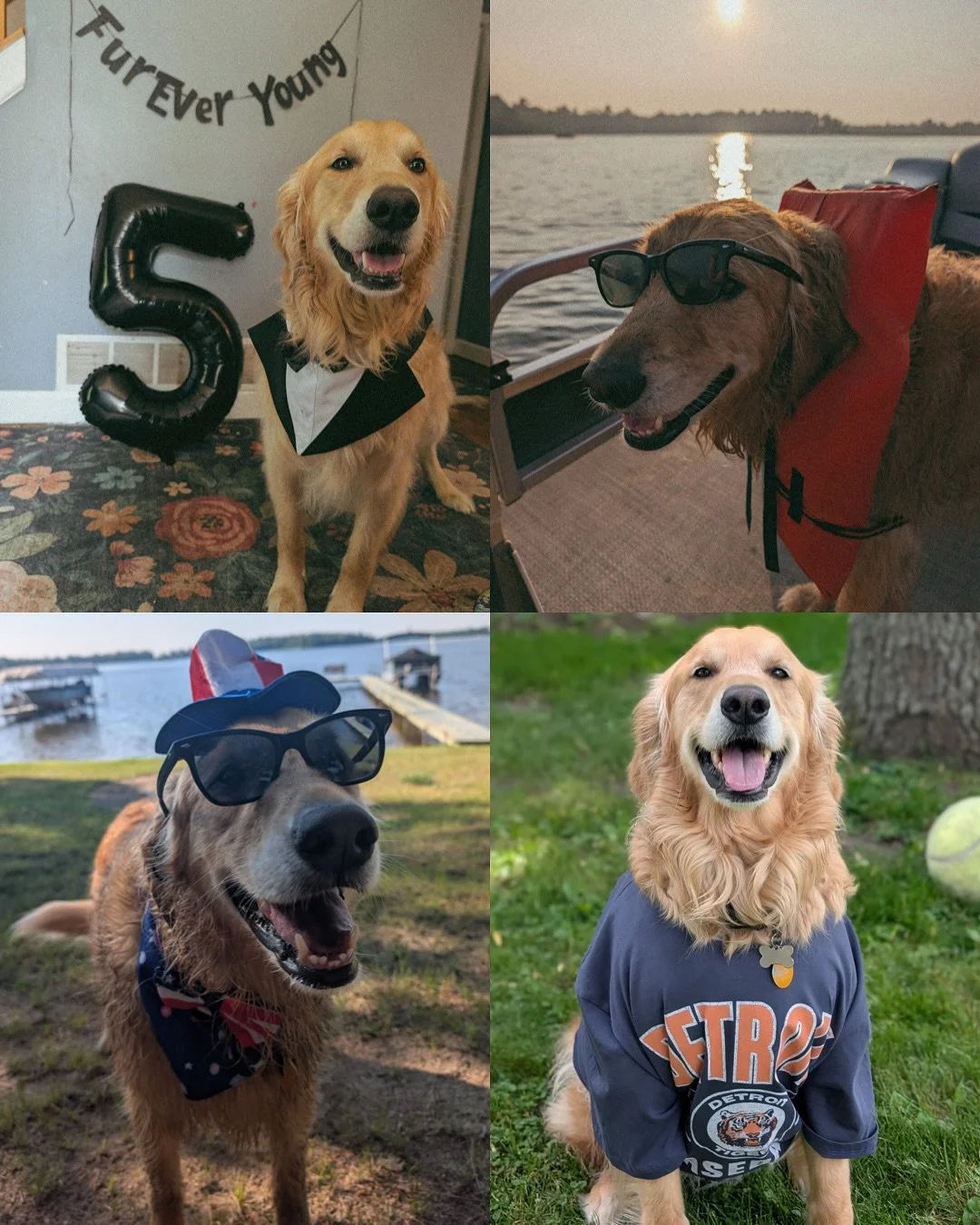 Happy 5th birthday to my Hocus Pocus Litter! You 4 are so fun to catch up with because your families absolutely adore you 🥰 It is so sweet hearing all about how great you’re doing and seeing your faces start to sugar! I hope you had the best d