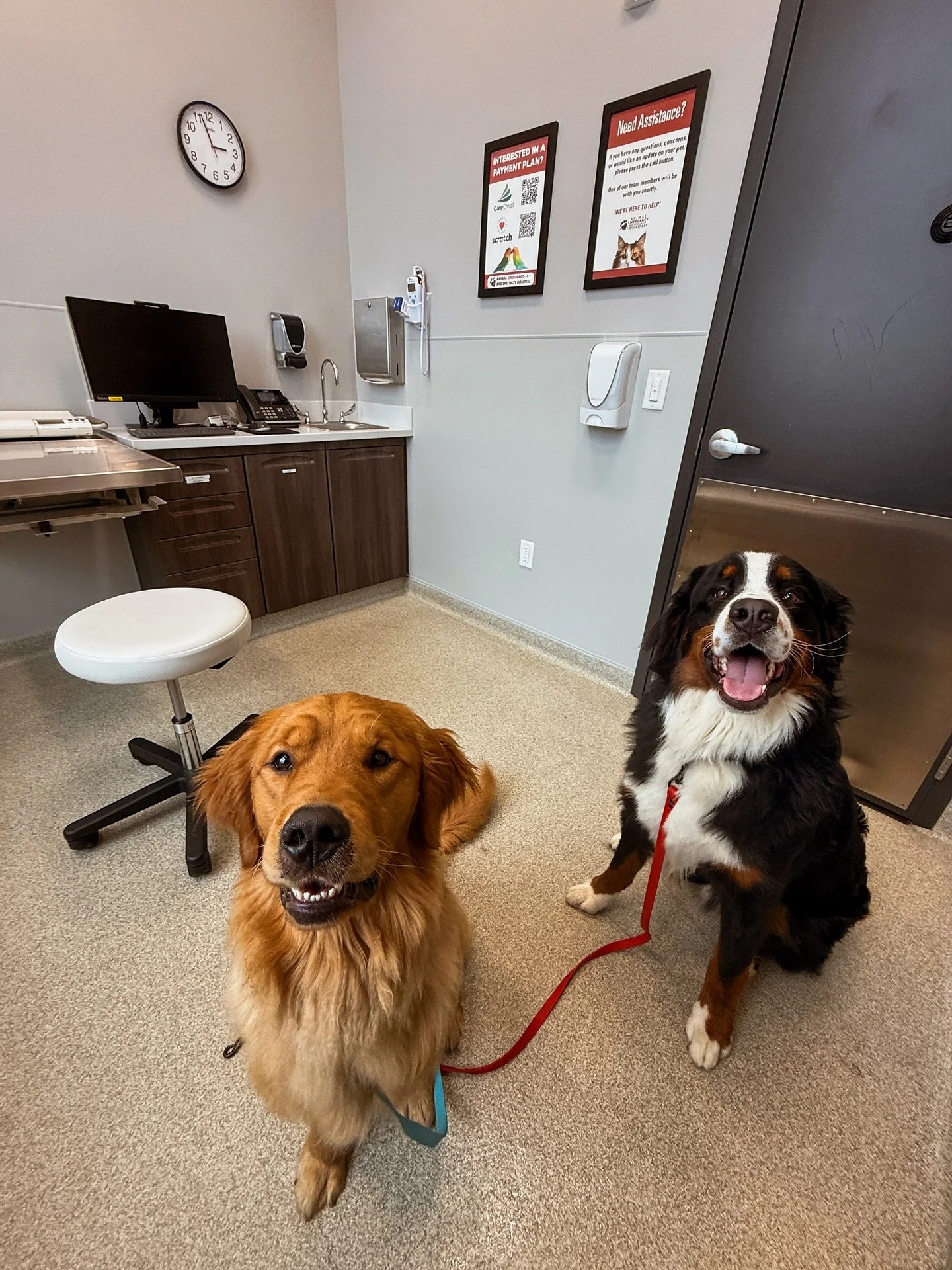 Milo and Brimsley passed their OFA heart clearances at the cardiologist today putting them one step closer to getting their CHIC numbers! All that is left for each of them is to do their final elbow radiographs once they turn 2. They’ve both al