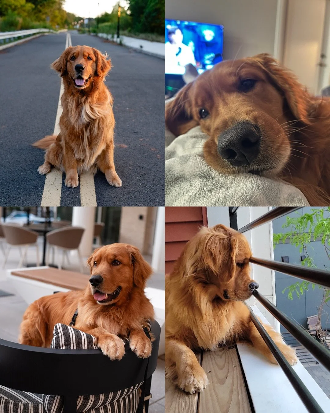 Happy 3rd Birthday to our Twilight Litter!! August 30th is a big day because we have two litter birthdays today! Such a fun time of year for me checking in with so many families and getting the sweetest updates and photos 🥰 You are all so loved and