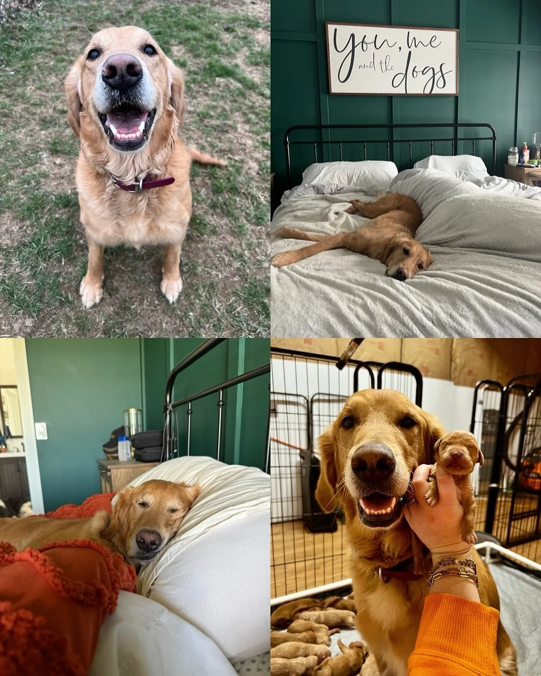 Happy 4th Birthday to our Halloween Villains Litter!! This litter is forever extra special because it gave us our Oaklee— Queen of our bed and Queen of Roberds Farm 😉♥️ We love our Oaklee girl so much and she has given so many of you yo