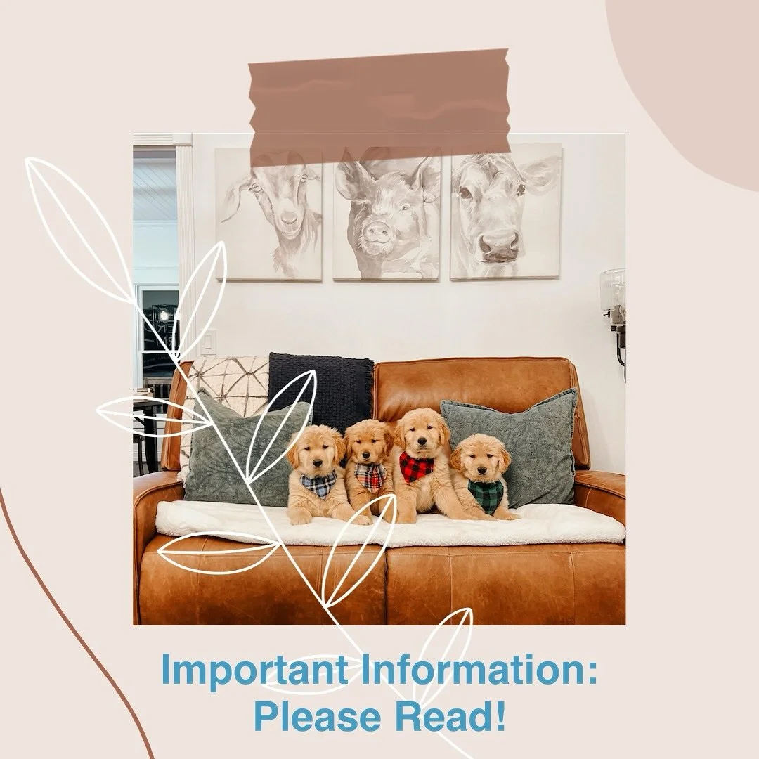 Waiting lists will be opening on Friday, September 5, at 7:00 PM EST. How I do waiting lists going forward will be different. I will now only have two waiting lists, one for Golden Retrievers and one for Golden Mountain Dogs. I will no longer be refu