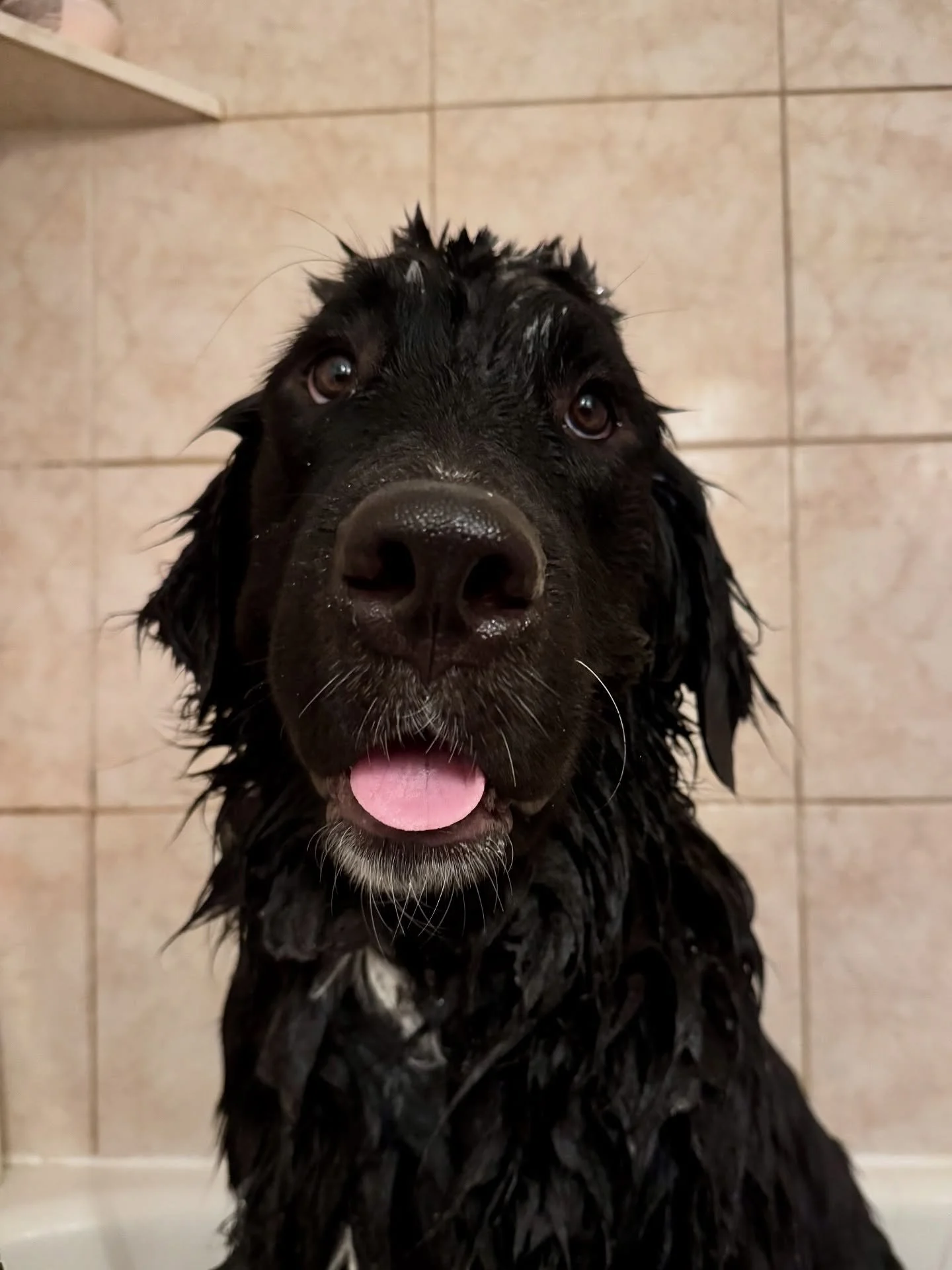 Kona here popping in to give you all an update! But first, can you even handle his cuteness?! I am obsessed!!! [Kimber x Gryffin | Wicked Litter]

I wanted to thank you all for helping the process of opening my waiting lists go so smoothly! I am stil