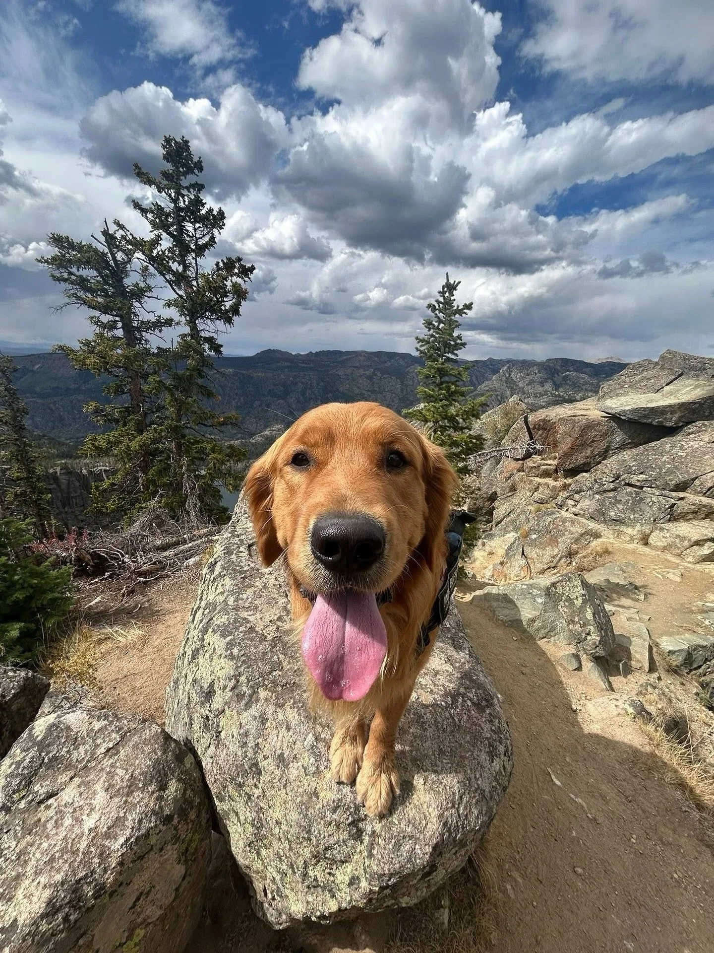 Jimmy Buffett gets to go on the most amazing adventures! Here he is enjoying Wyoming 🤩 I’ve said it before and I’ll say it again, I LOVE my Indie and Gryffin puppies— they are truly the prettiest, sweetest babies! And this may be t