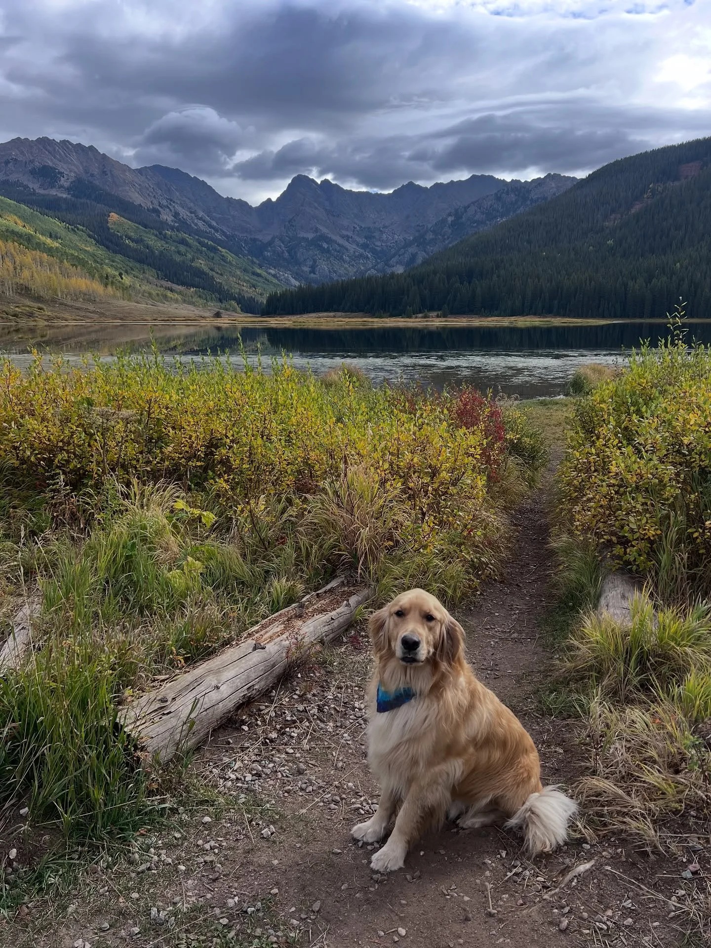 Leo recently moved to Colorado and I cannot believeeee this photo 😍 My pups are the luckiest getting the best families that include them on all of their adventures! 🥲 Thanks for sharing your gorgeous boy and this gorgeous photo, Brittany! [Home Alo
