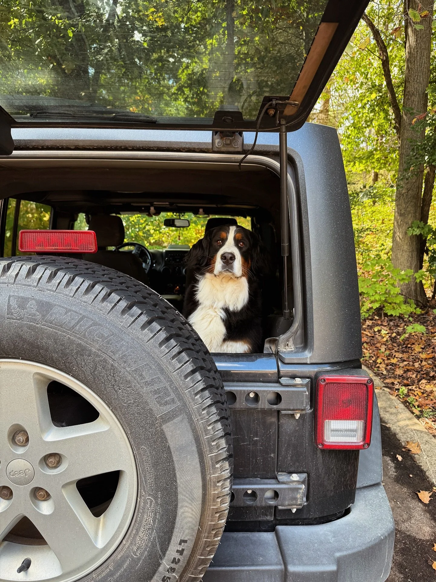 Well our jump back into having puppies hasn’t gone like we had hoped and planned, but that’s how raising puppies goes sometimes. Kimber is not pregnant and we are unsure at this time if it’s a Kimber issue or a Gryffin issue. We wil