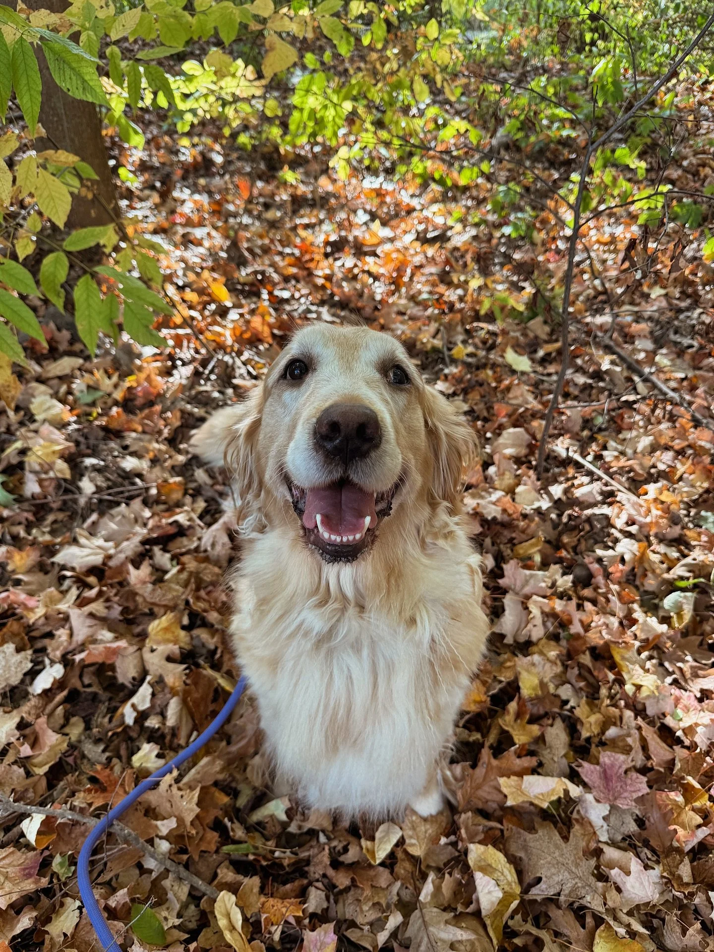 I am soooo excited to share that we are expecting a big litter of AKC Golden Retriever puppies from Indie and Gryffin around November 11!!!!! Puppies will be ready to go home around January 6! 🥰 I am so thankful to find out it wasn’t a Gryffin