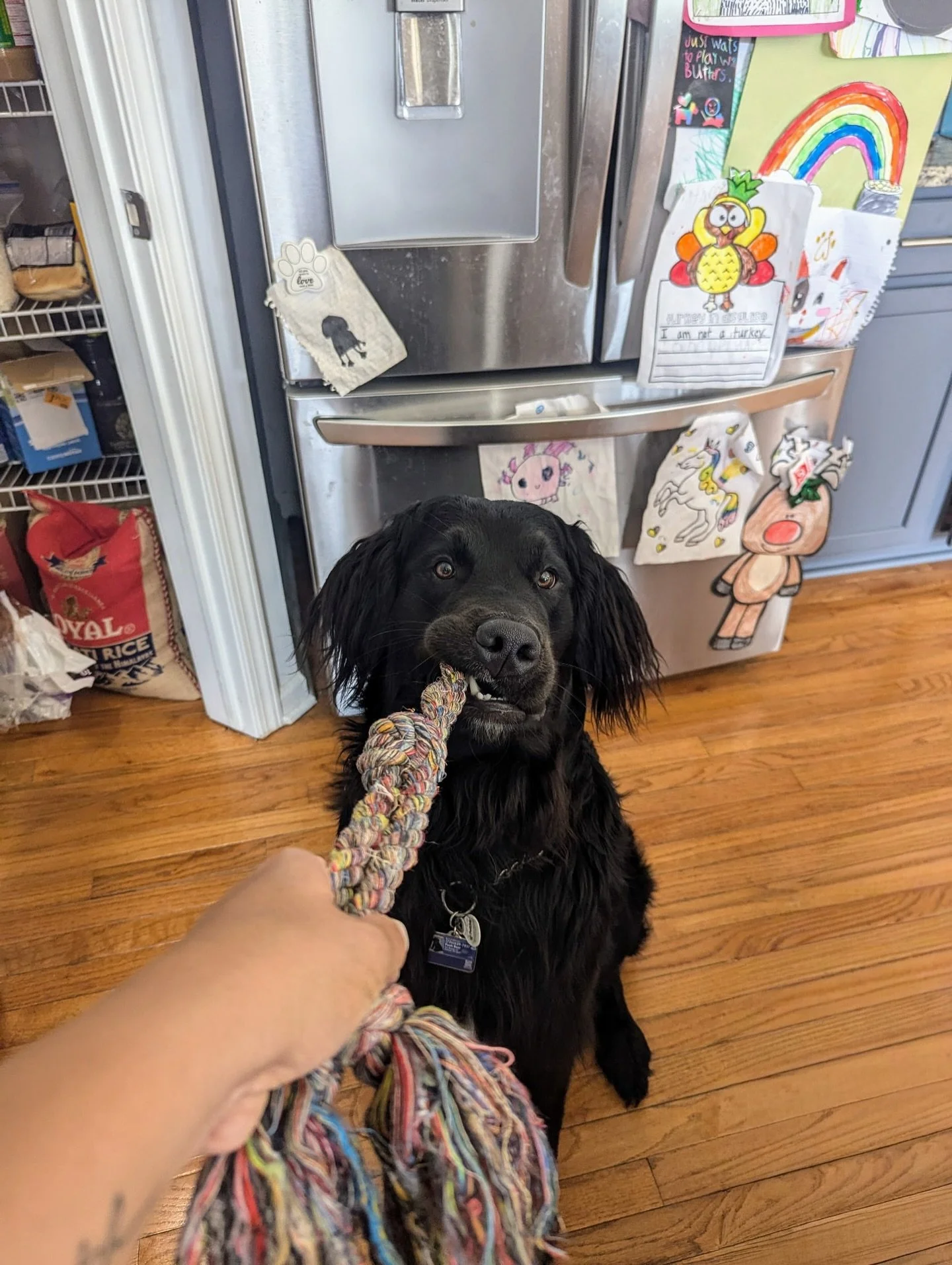 Attention Bear Litter Families: A note from Pooh Bear’s mom! 🖤 Hello Roberds Farm Golden Retrievers families! Myself and two others are having a sibling reunion for the Golden Mountain Dog Bear litter! It’s going to be Saturday, November