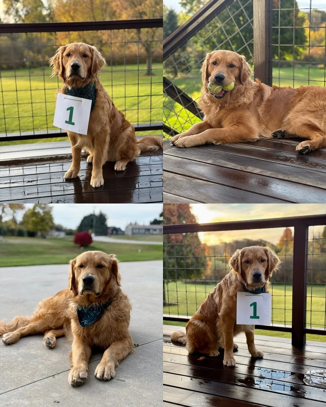 Happy 1st Birthday to our Friends Litter!! Oh babies, it is so clear how loved you are! Nothing makes me happier! It is SO fun seeing what beautiful doggos you’re all growing into! I hope you all have the best days and get lots of extra treatos