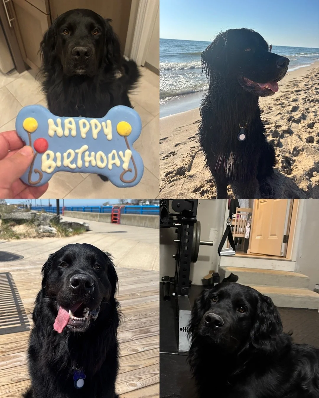 Happy 2nd Birthday to our Santa Clause Litter!! 2 years old is the dream age for when pups are looking their prettiest, I am convinced 🤩 You all are stunning and all of your families said what good doggos you are 🥲 I hope you all had a great day, p