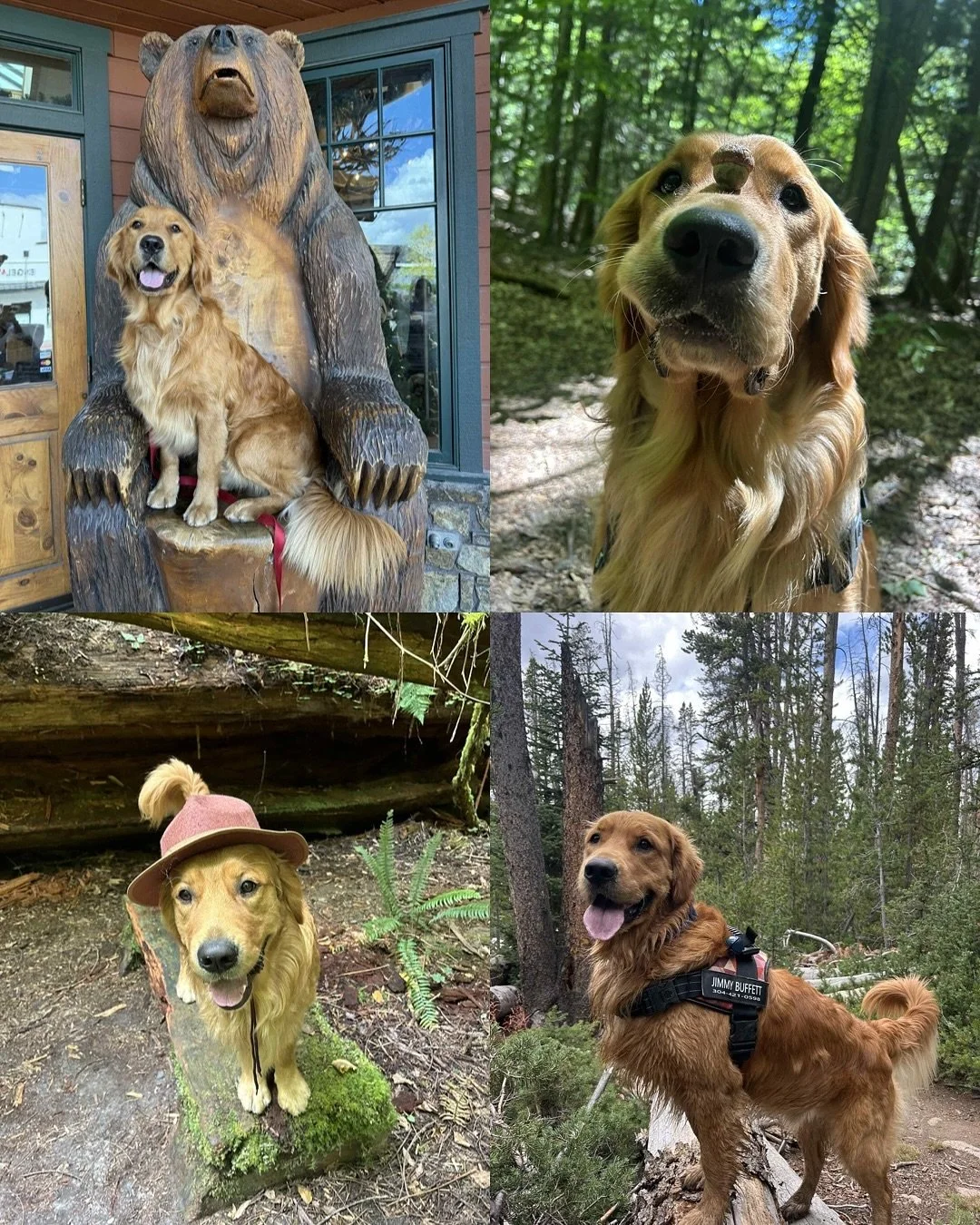 Happy 2nd birthday to our Home Alone Litter! You all are the prettiest babies and growing up to be the best doggos in the world! I love hearing how loved you are ♥️ I hope you all had the best days yesterday and got lots of extra treatos!! [In