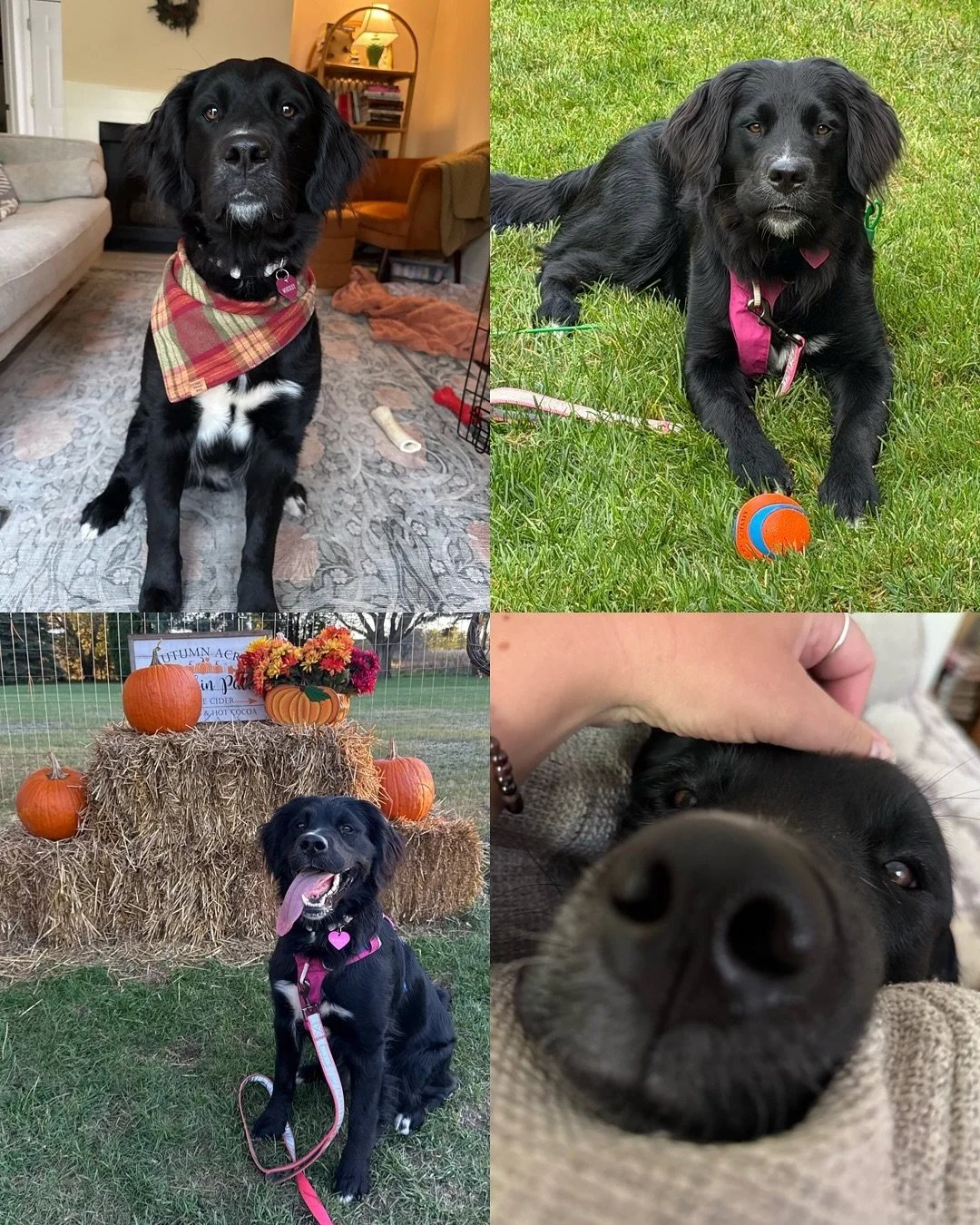 Happy 1st Birthday to our Wicked Litter!!! Everyone who has one of my Golden Mountain Dog puppies understands how amazing these doggies are. It’s so sweet hearing what good dogs you are and how good you are with tiny humans, other dogs and any