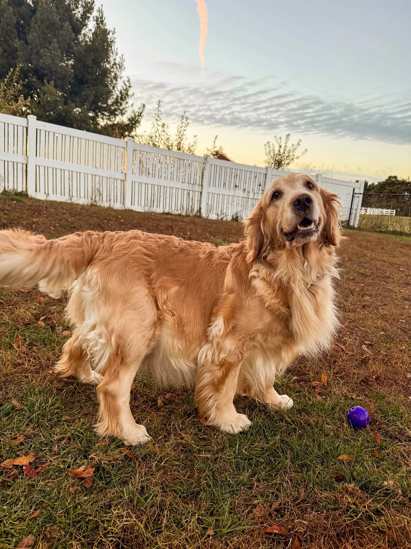 Indie is looking so pregnant and adorable!! We have her puppy count X-ray tomorrow and I cannot wait to find out how many golden nuggets we are expecting!! Are you guys ready to see the X-ray and guess?! Stay tuned 🤩✨