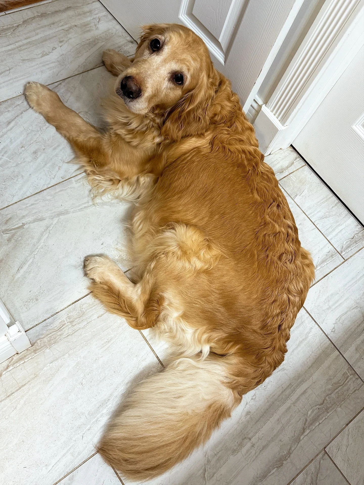 The cutest mama Indie had her puppy count X-ray today! How many puppies do you see?! I will update this post in 24 hours with the answer! 🤩 I am expecting these babies to be born around November 11. I can&rsquo;t wait!! Let the puppy countdown begin