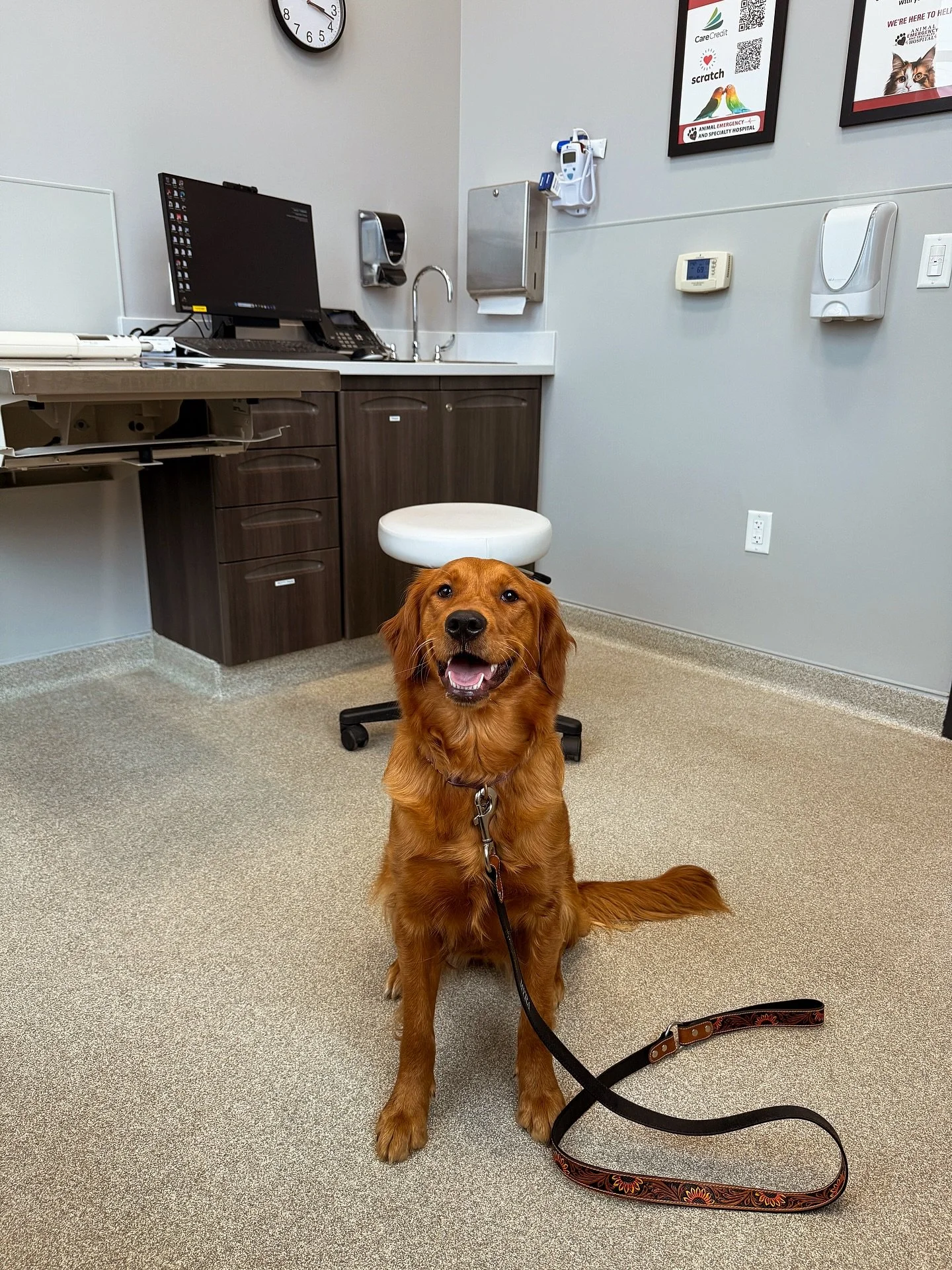 Sweet Harlowe girl passed her advanced cardiac OFA health exam today!! She was such a good girl and loved by everyone! 🥰 She only has her final elbow OFA exam left to pass once she turns 2 and then she&rsquo;ll have her CHIC number! She already pass