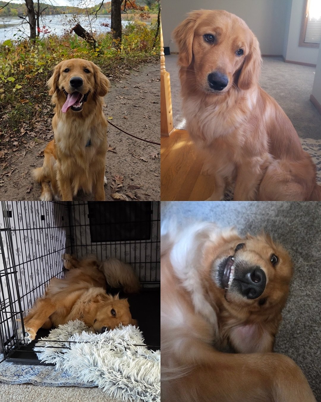 Happy 1st Birthday to our New Girl litter!!!! If there is one thing this time of year reminds me of, it is how busy our Falls are because we have so many birthdays to celebrate every year!!! All of your families raved about what good doggos you&rsquo