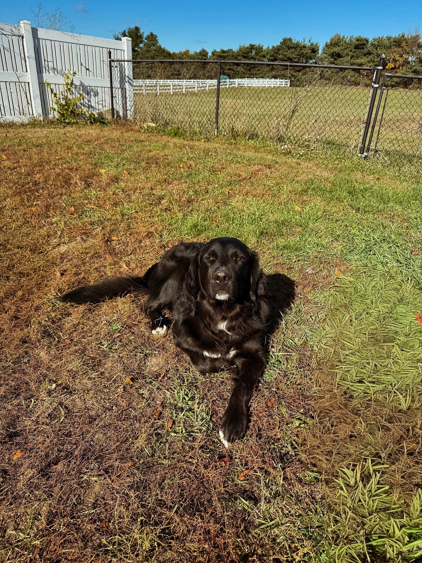 Most handsome boy in the world 🤩 It is one of the coolest things I&rsquo;ve done in my life, creating my best friend. I love this dog so much 🥹 [Dutton | Yellowstone Litter | Kimber x Gryffin]