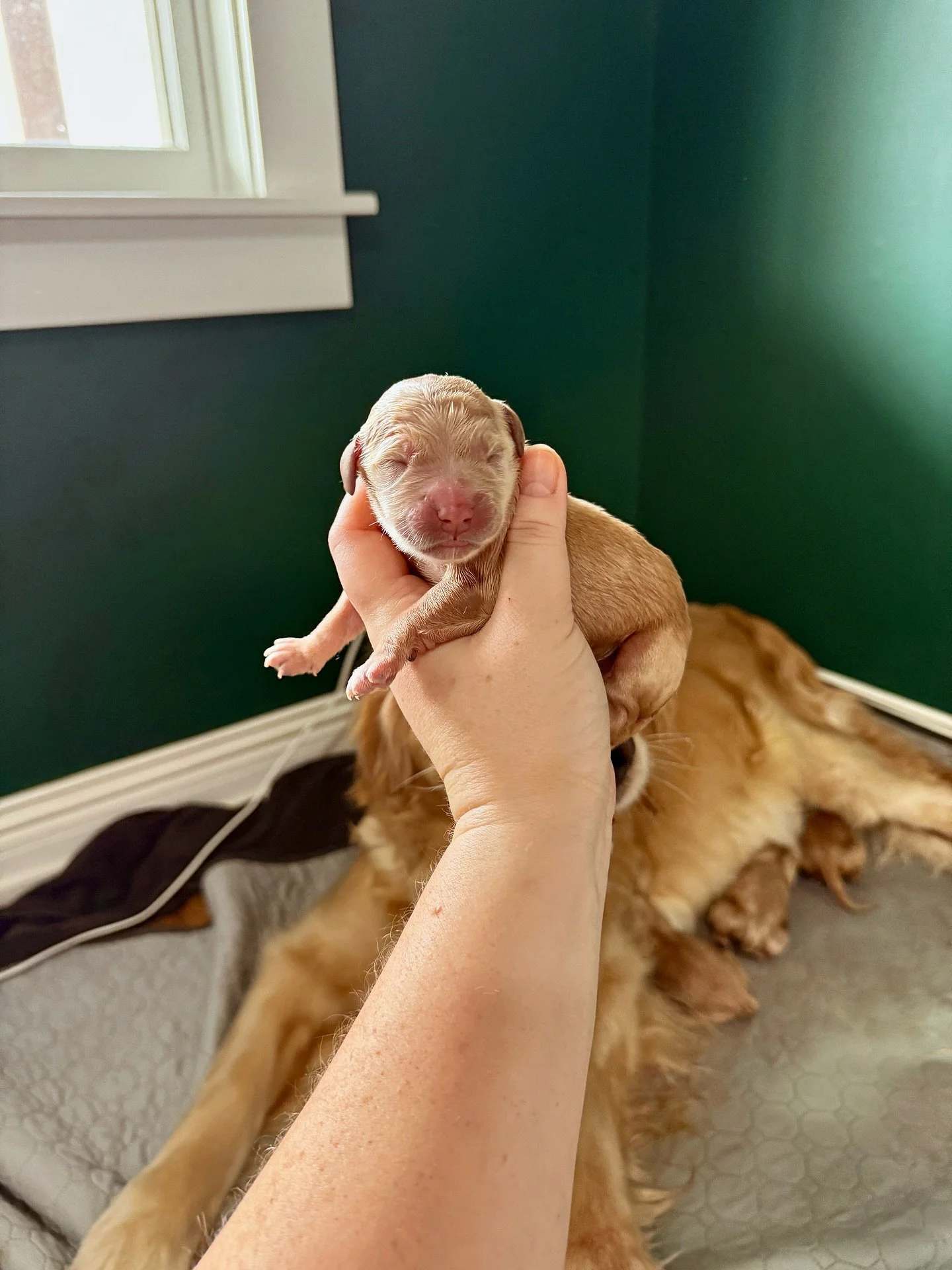 They&rsquo;re here they&rsquo;re here they&rsquo;re here!!! I am soooo happy to share that Indie&rsquo;s 12 puppies are here safe and sound!! She had such a smooth and effortless birth! We are so proud of our amazing Indie girl! We ended with 7 girls