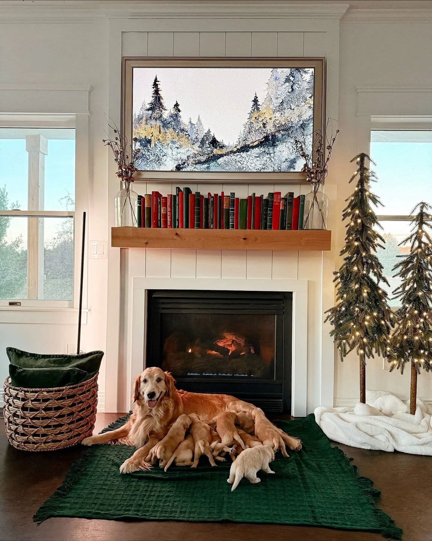 2 weeks old of pure Golden perfection ✨ 6 girls and 5 boys &hearts;️ Puppies are doing great! Unfortunately we did lose one at 3 days old 🥺 That tends to happen with Indie&rsquo;s puppies but these 11 are doing so well! Their eyes are open, they are