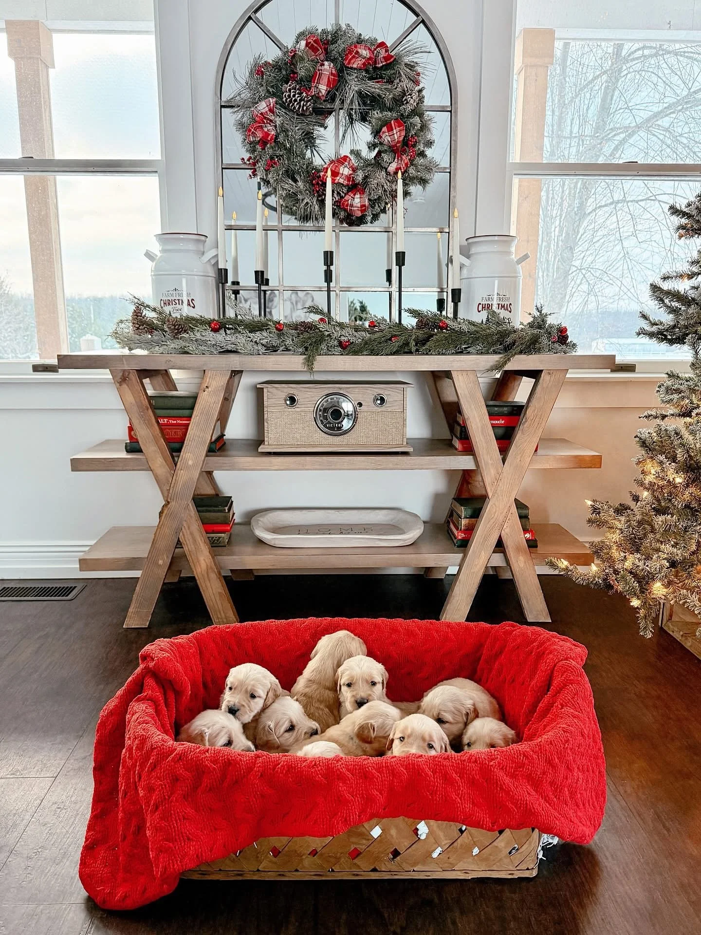 Puppies are 3.5 weeks old already and doing so well! They are walking, playing, can hear now and will be starting on puppy mush this week! I love this age! They are the sweetest little things but still get so sleepy and love to snuggle 🥰 Who is catc