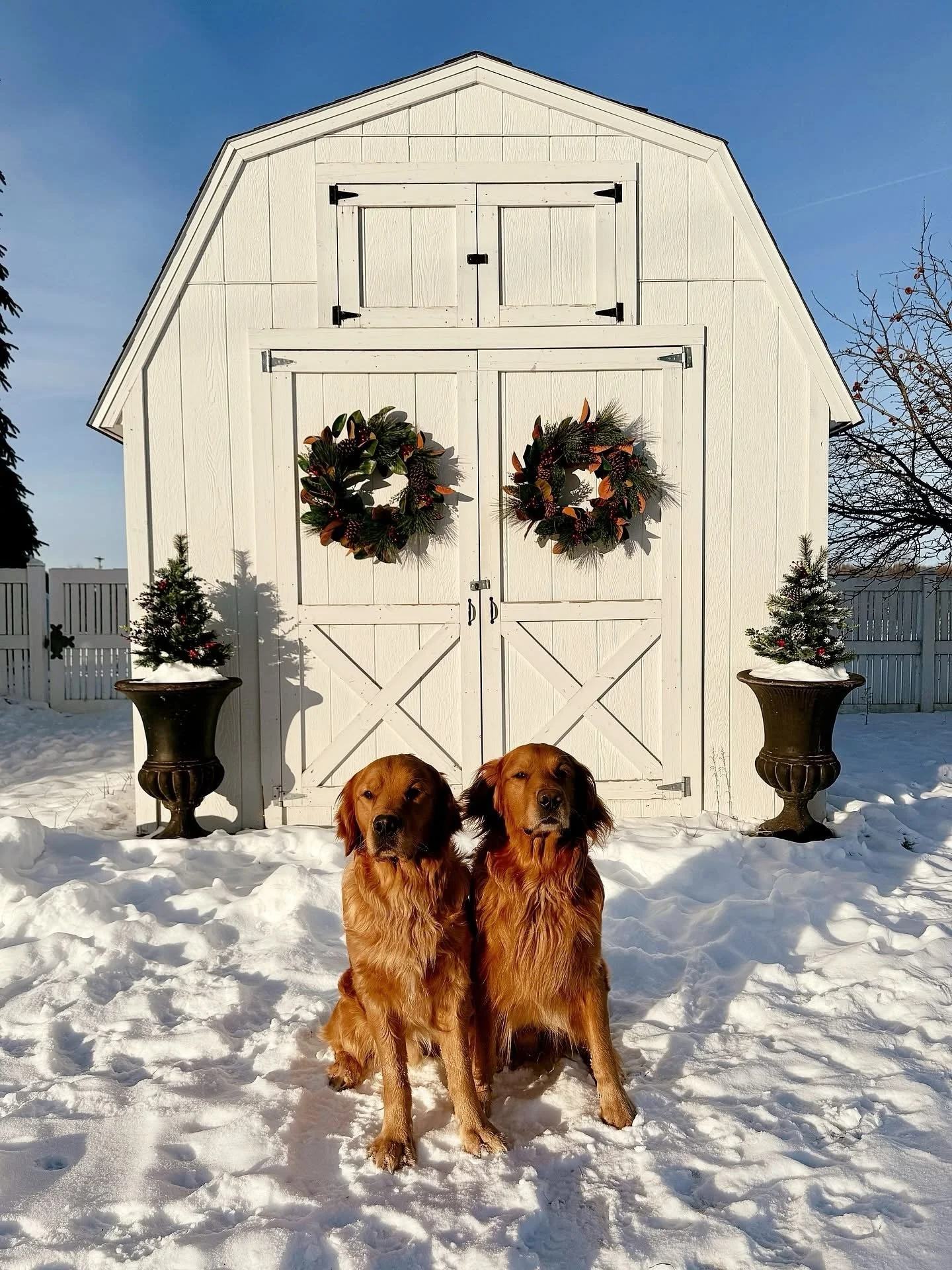 Gryffin and Milo, Father and Son, looking soooo handsome today helping me do farm chores 🤩 I love these two boys soooo much &hearts;️ Can you tell who is who? [Milo | Bridgerton Litter | Indie x Gryffin]
