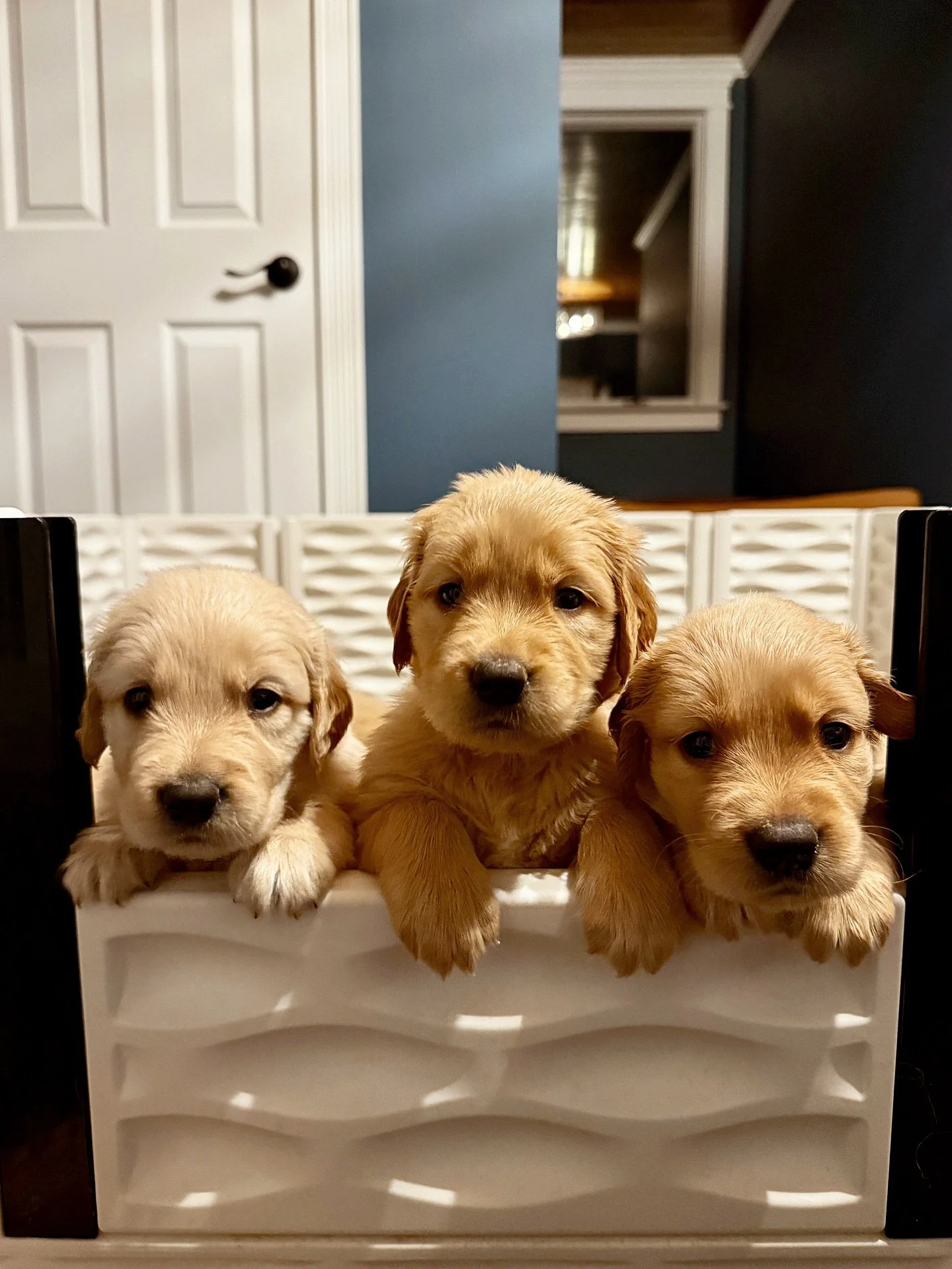 Someone needs to let these puppies know that they have no business being this cute!!!