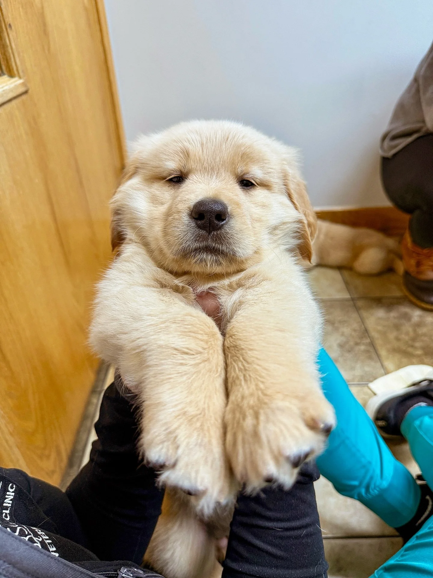 I absolutely LOVE this day! Puppies had their 6 week check up today and everyone checked out perfectly!! We truly have the best Vet and Vet Clinic in the world and my babies are the luckiest to be so loved by everyone! The entire time we&rsquo;re the